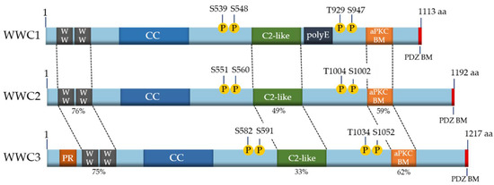 Cancers 13 00306 g001 550
