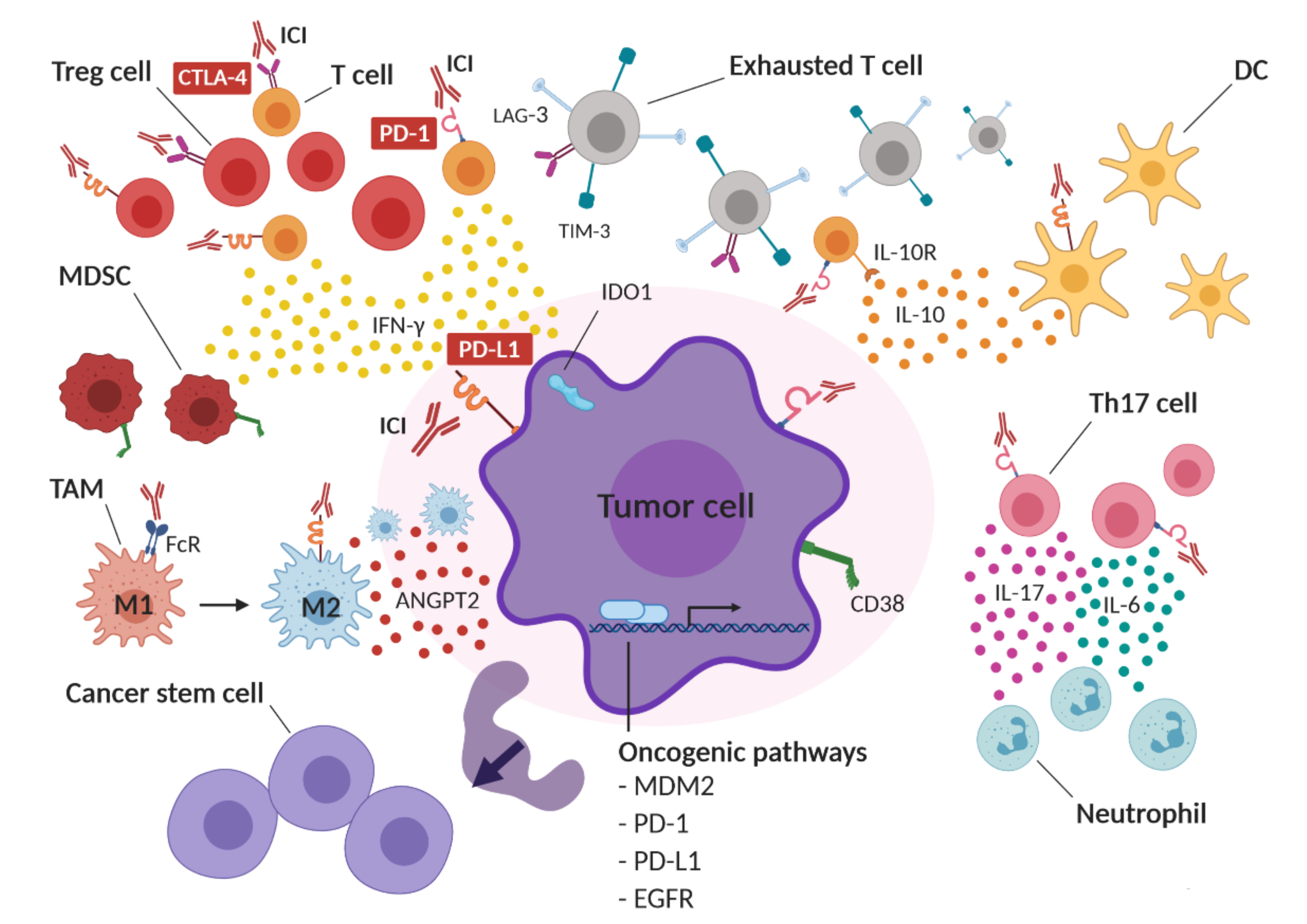 Cancers 13 00309 g001 Cancers 13 00309 g001