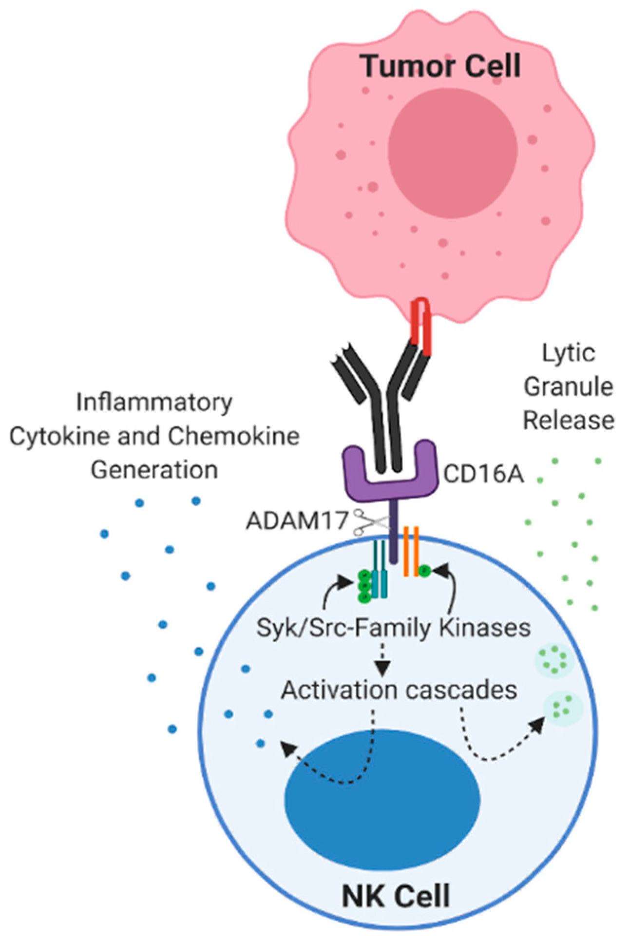 Cancers Free FullText Engineering AntiTumor Monoclonal Antibodies