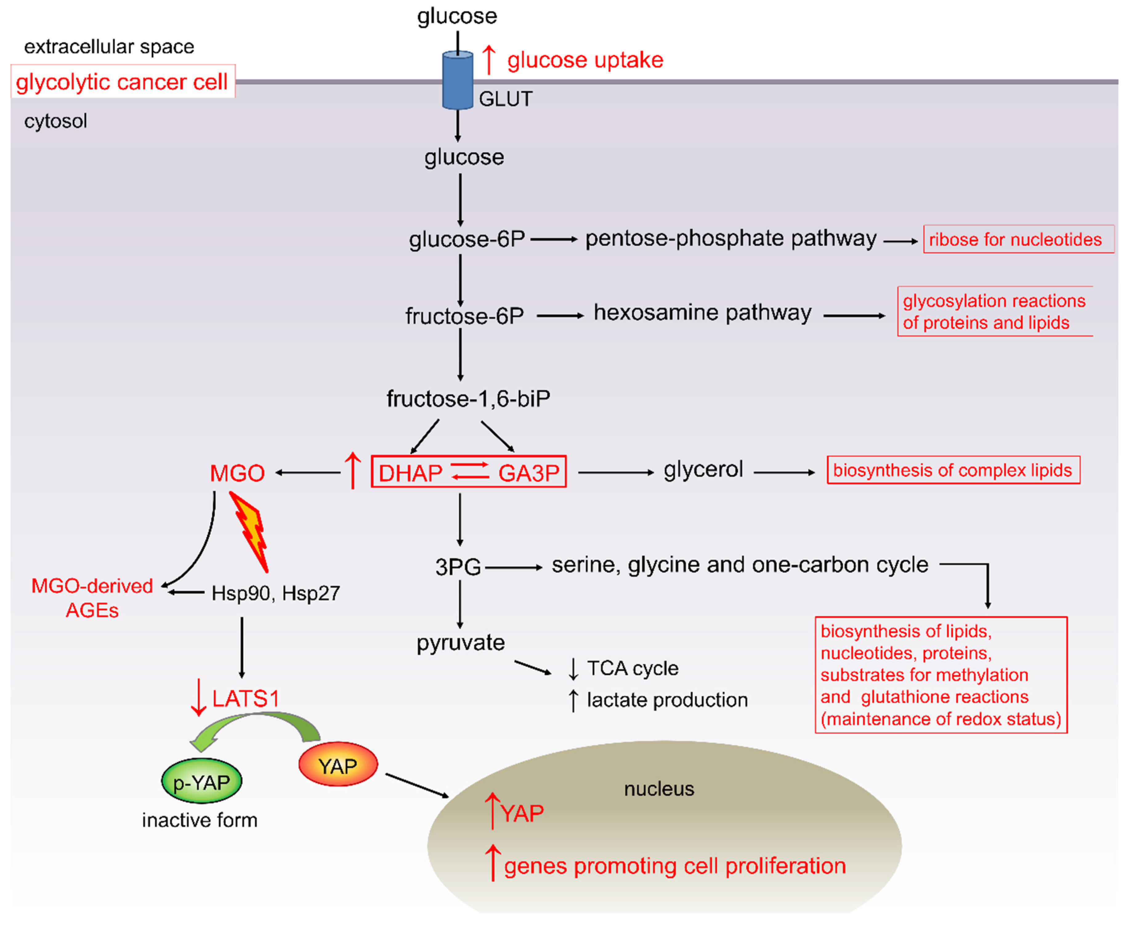 Cancers Free Full Text Diabetes And Pancreatic Cancer A Dangerous Liaison Relying On Carbonyl Stress Cancers Free Full Text Diabetes And Pancreatic Cancer A Dangerous Liaison Relying On Carbonyl Stress