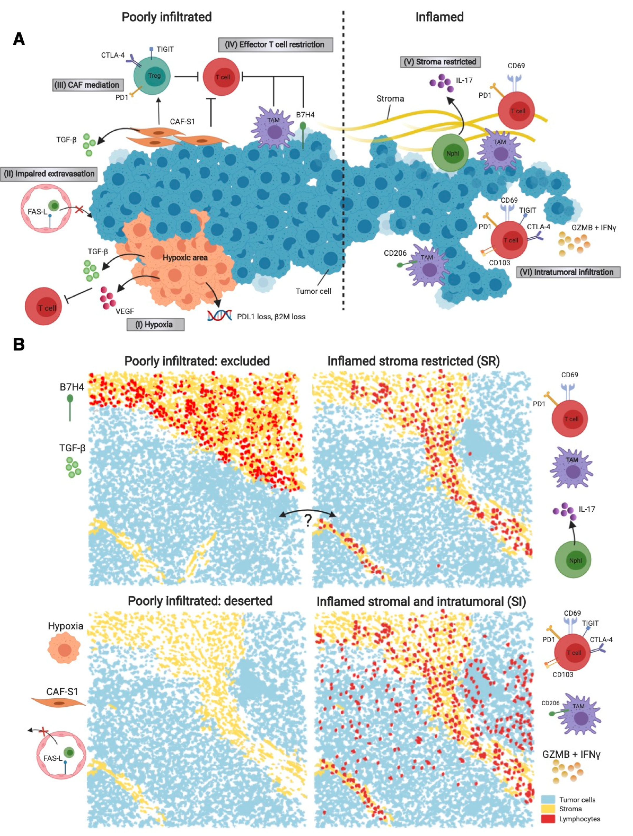 Cancers 13 00316 g001
