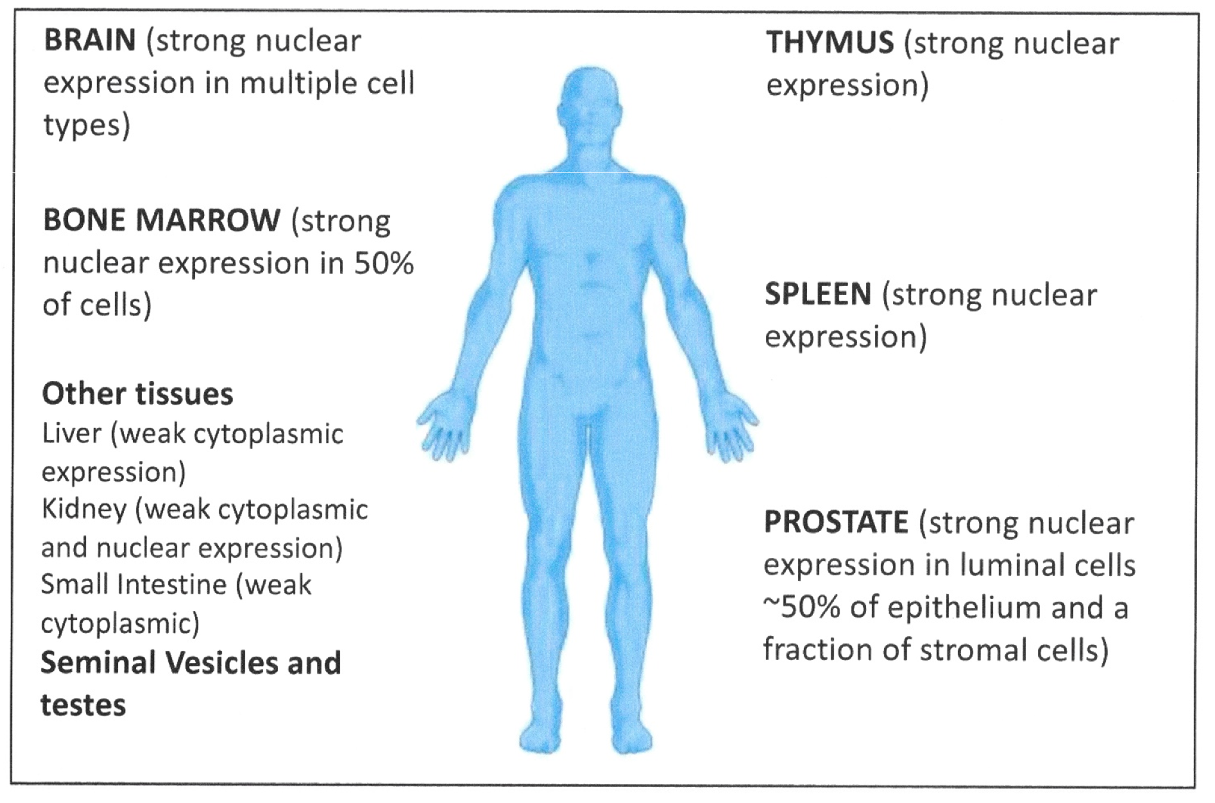 alfa hidroxi retinol prostate