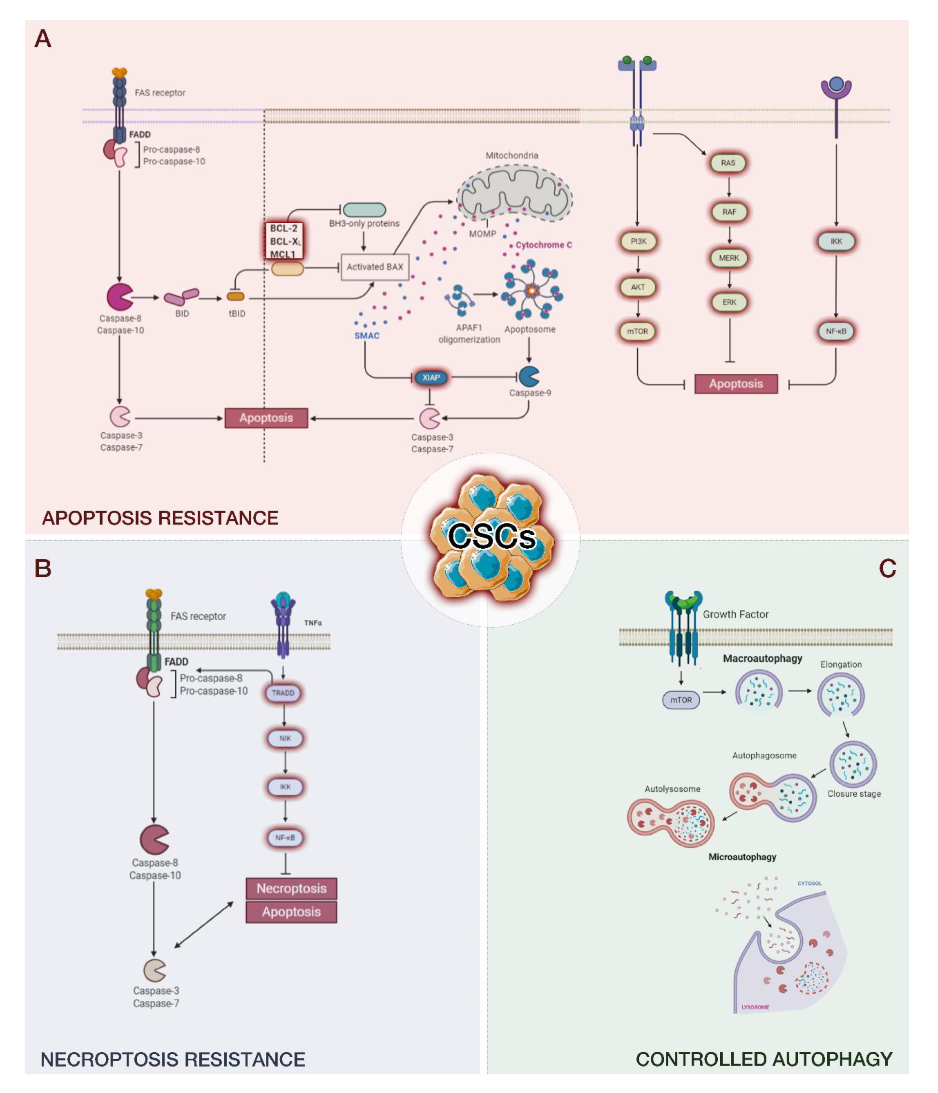 Cancers 13 00328 g001