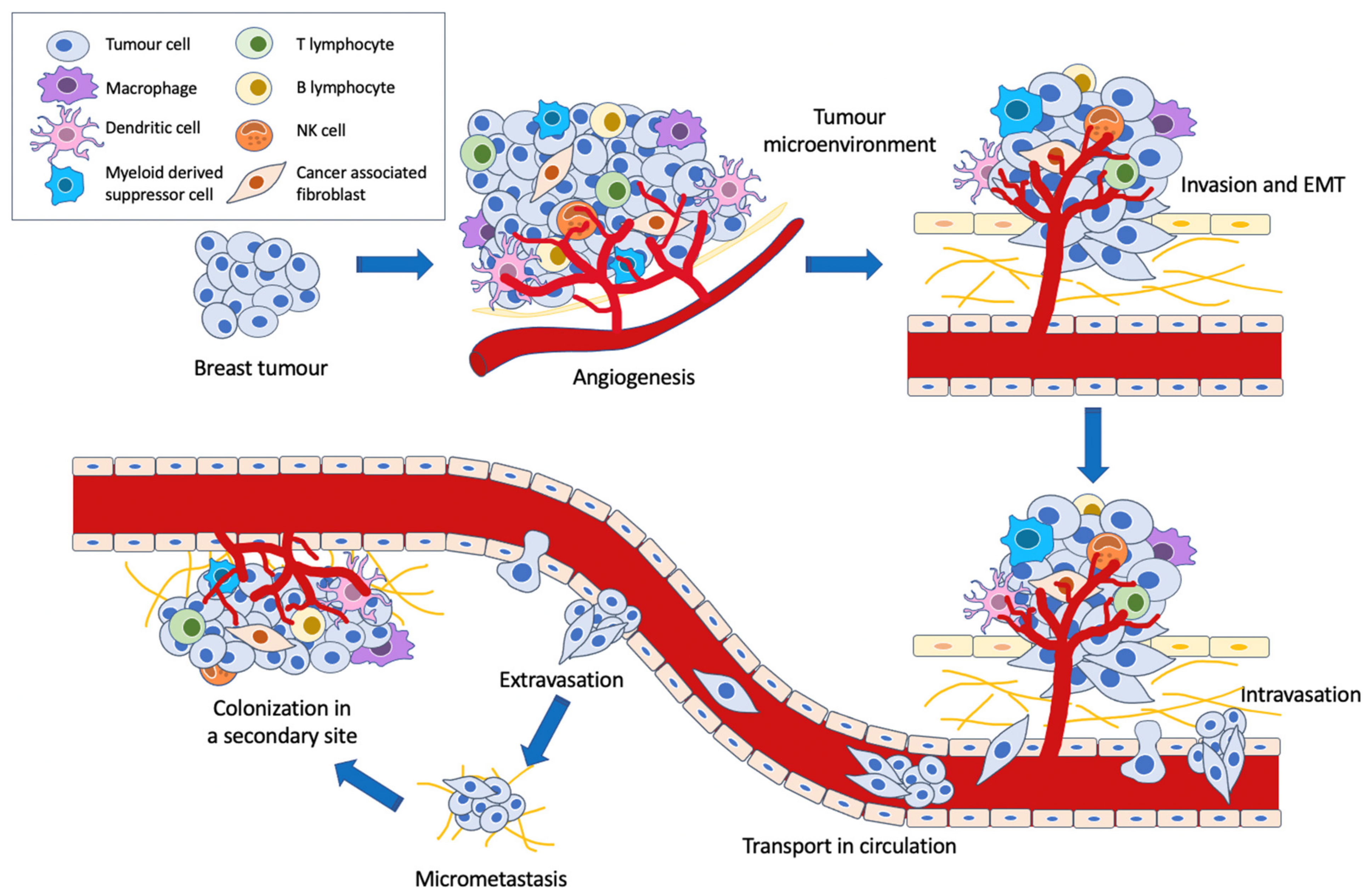 Cancers 13 00337 g002 Cancers 13 00337 g002
