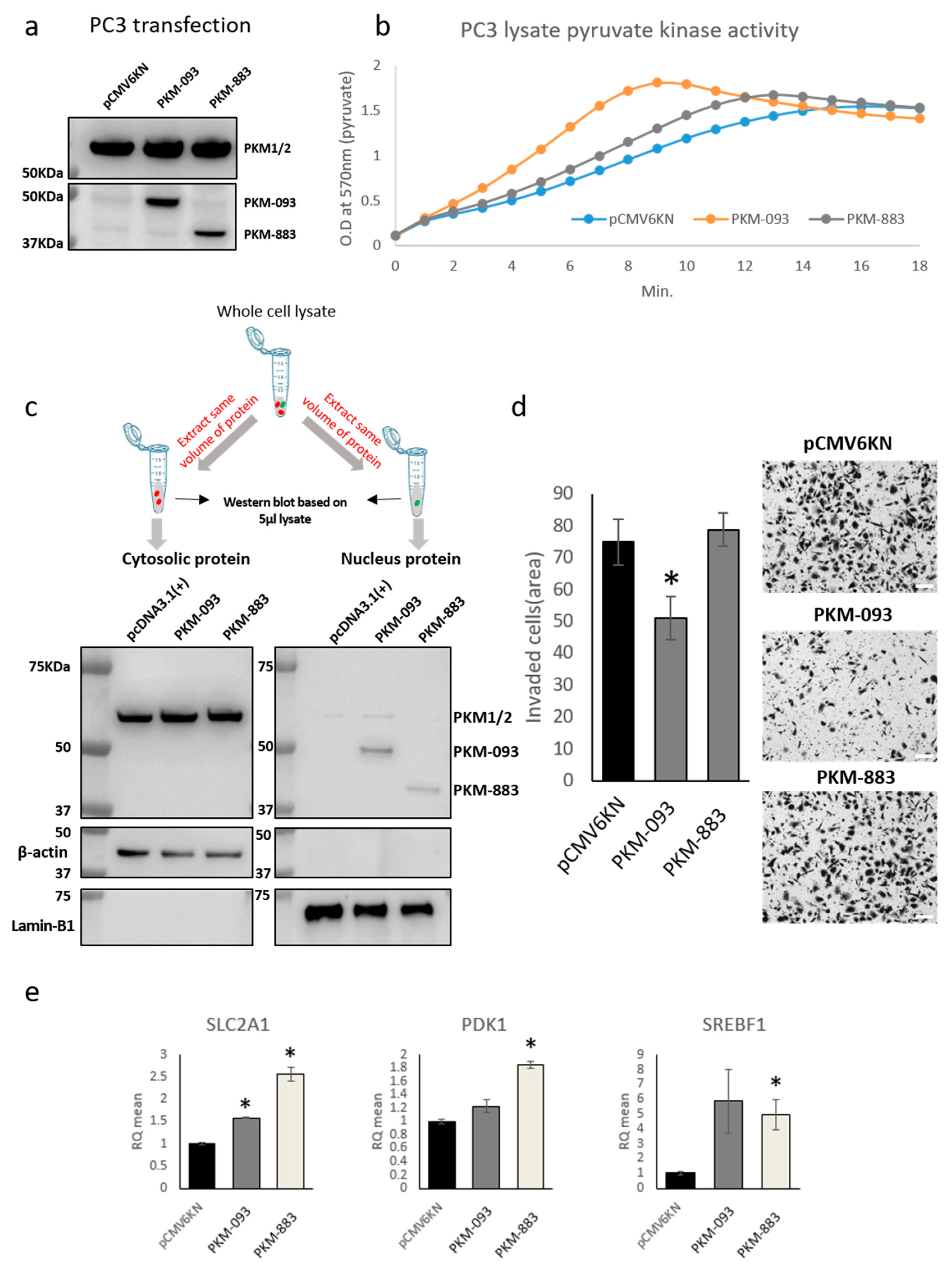 Cancers 13 00348 g005