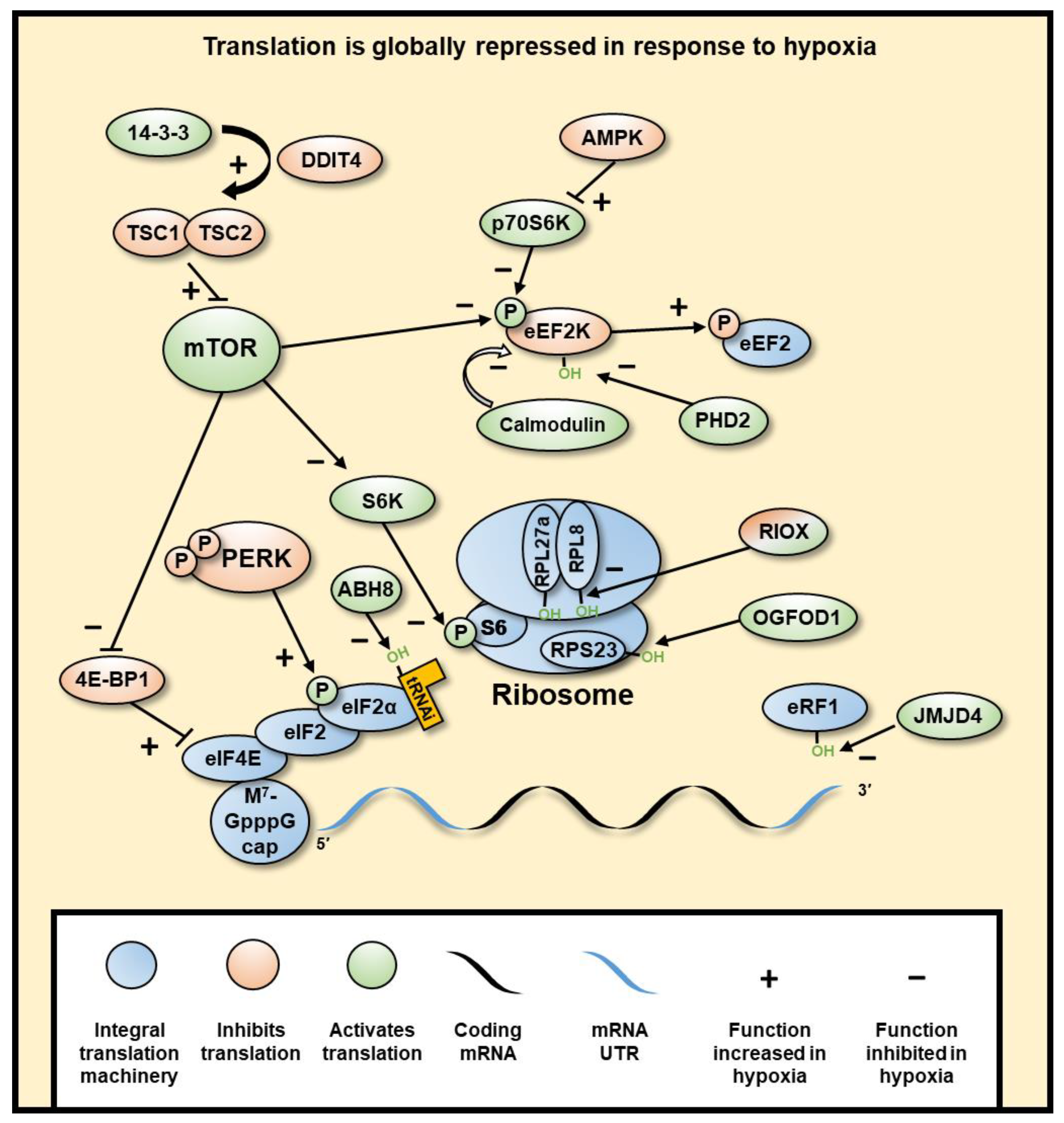 Cancers 13 00350 g004 Cancers 13 00350 g004