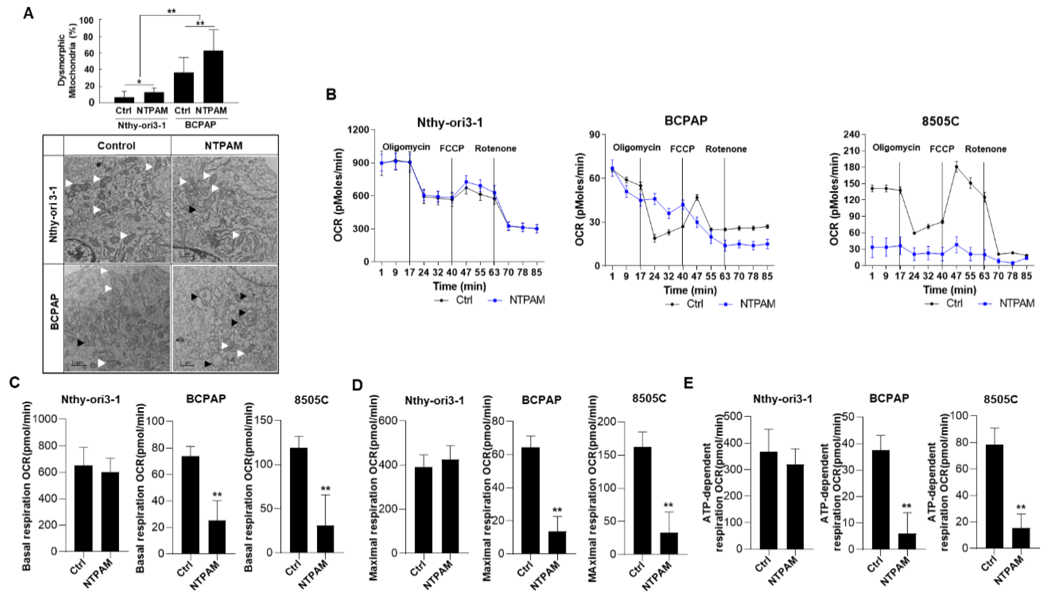 Cancers 13 00351 g002 Cancers 13 00351 g002
