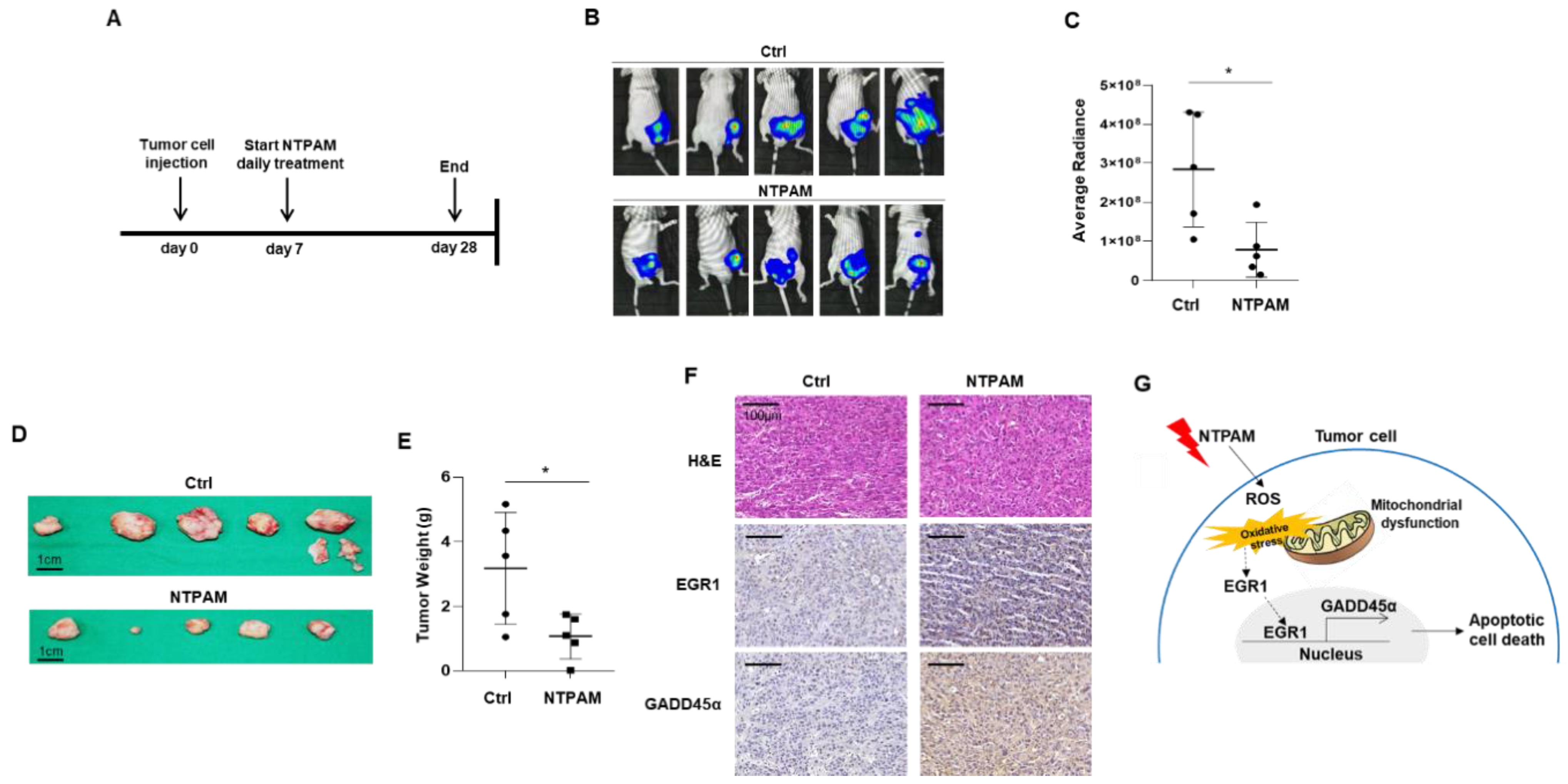 Cancers 13 00351 g007 Cancers 13 00351 g007