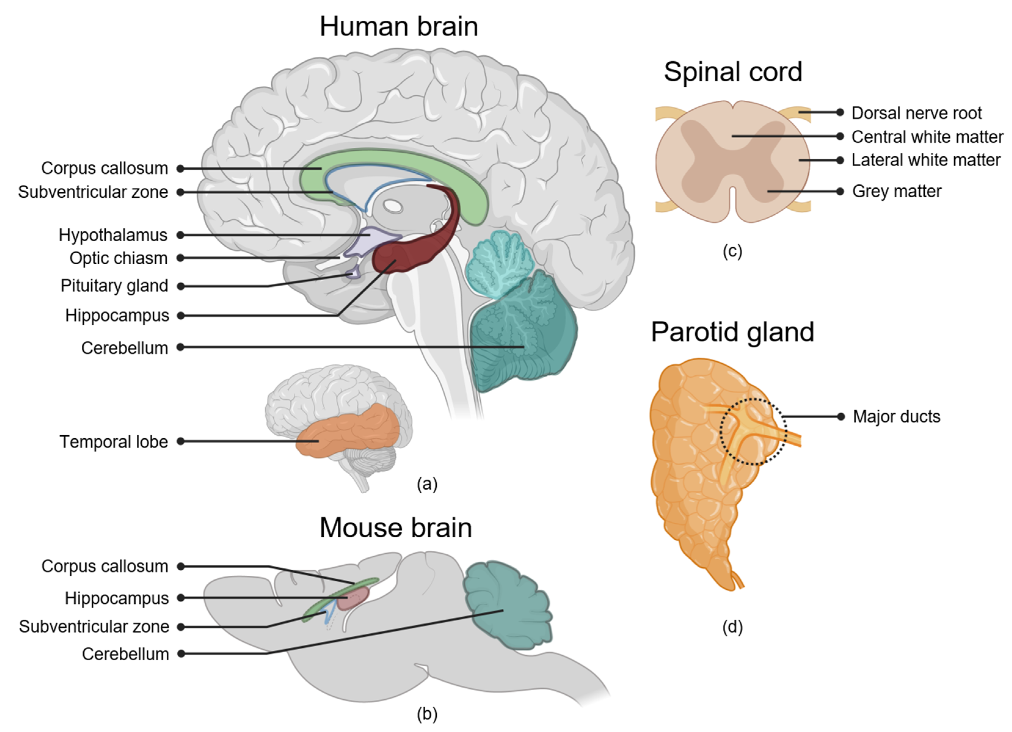 Cancers 13 00367 g001