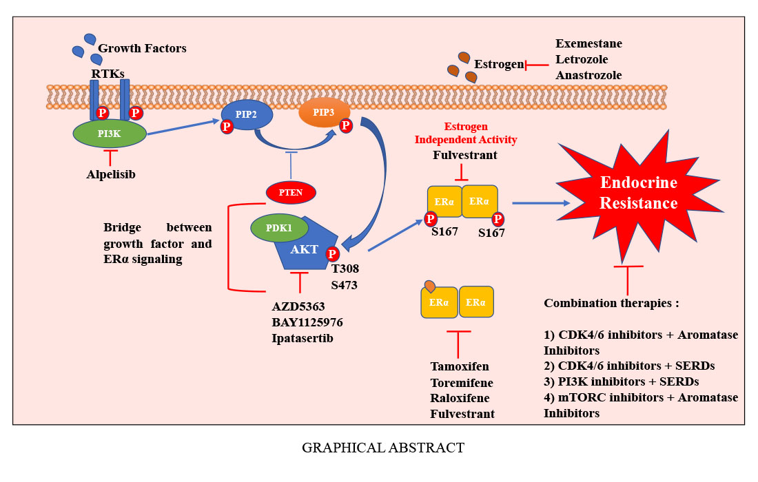 Cancers Free Full Text Nexus Between Pi3k Akt And Estrogen Receptor Signaling In Breast Cancer Html