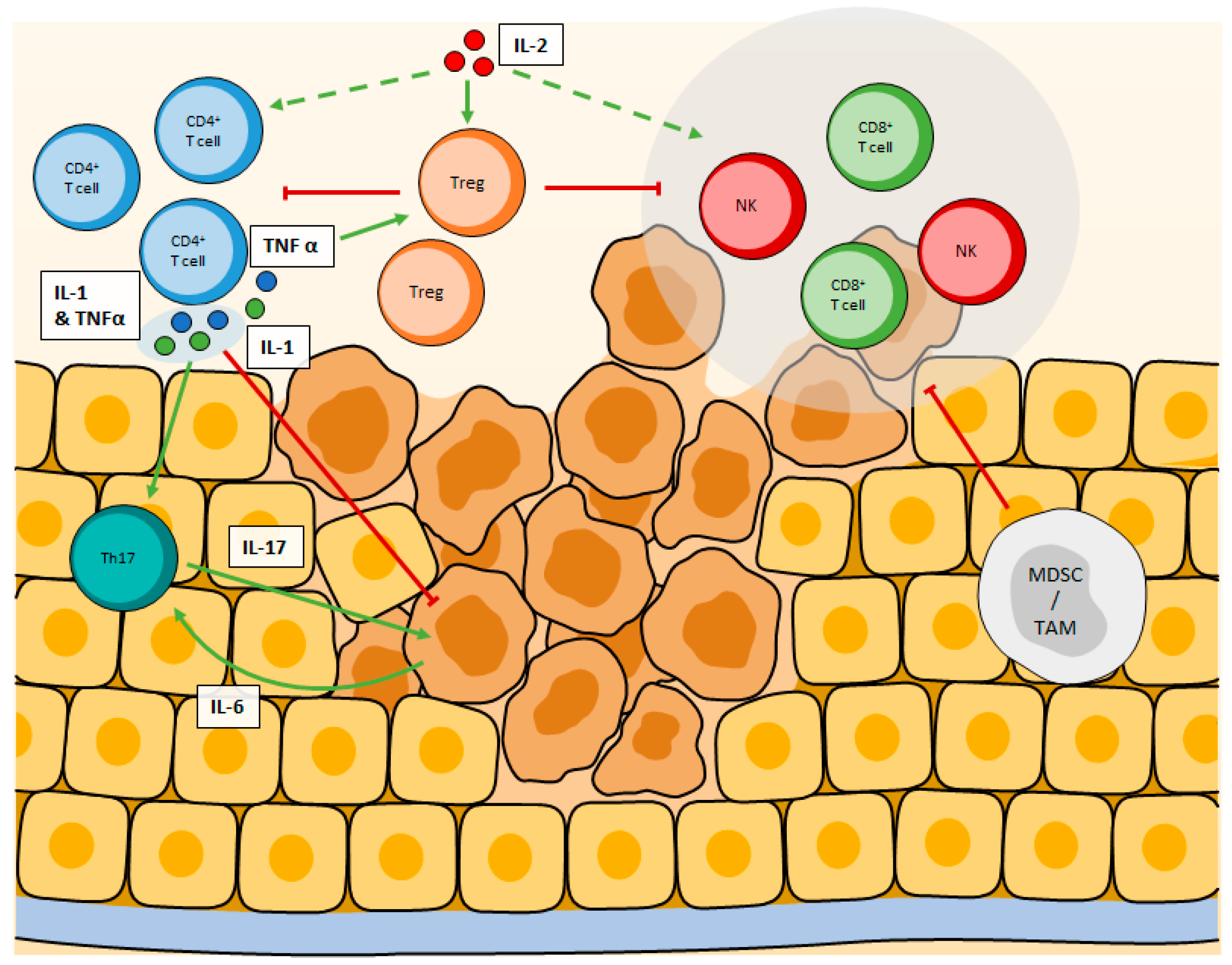Cancers Free Full Text Modulation Of Cd4 T Cell Response According To Tumor Cytokine Microenvironment Html Cancers Free Full Text Modulation Of Cd4 T Cell Response According To Tumor Cytokine Microenvironment Html