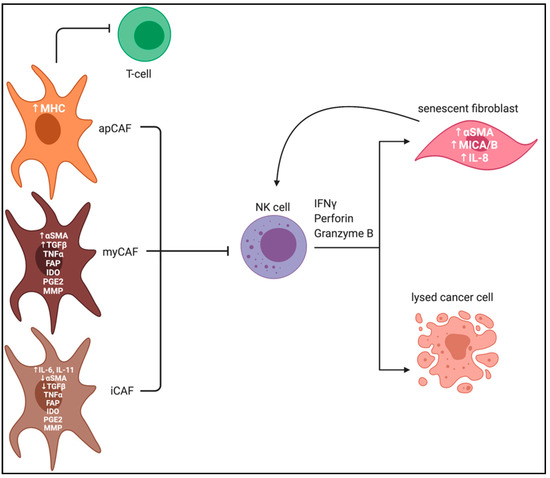 その他 NK Understanding and Targeting Natural Killer Cell-Cancer-Associated