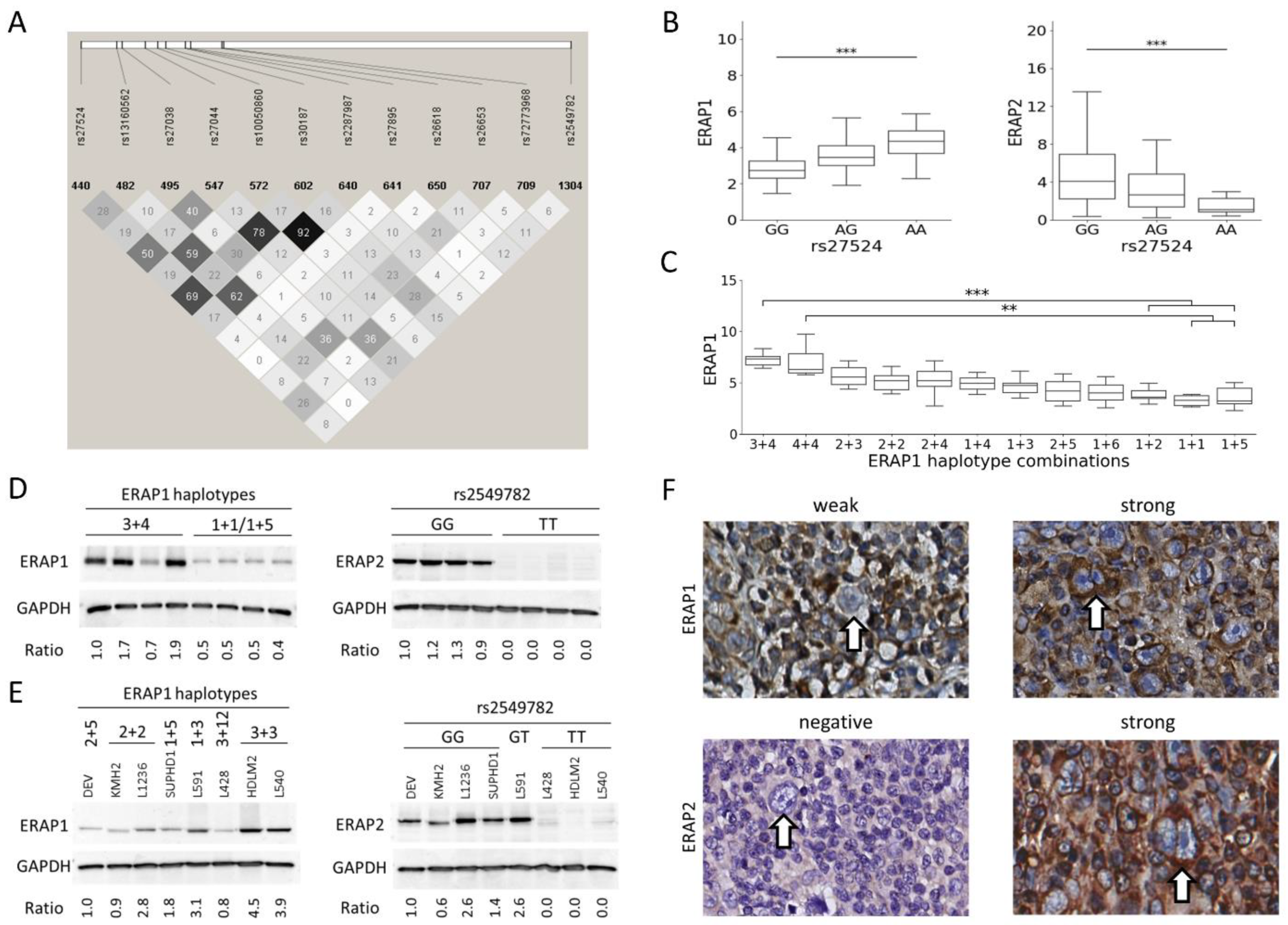Cancers 13 00414 g001 Cancers 13 00414 g001