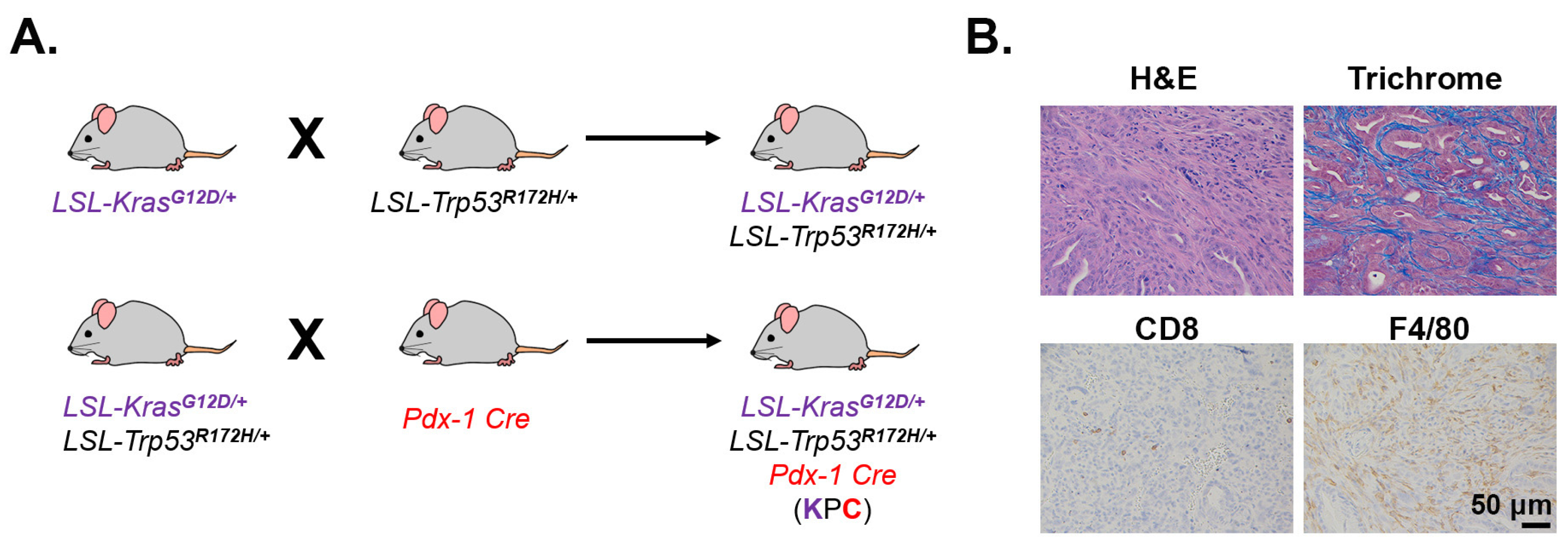 Cancers Free FullText Preclinical Models of Pancreatic Ductal