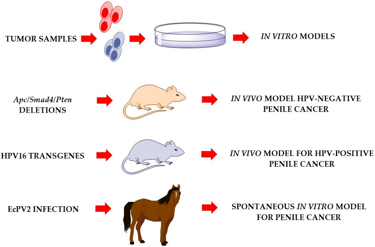 mouse papillomavirus infection model)