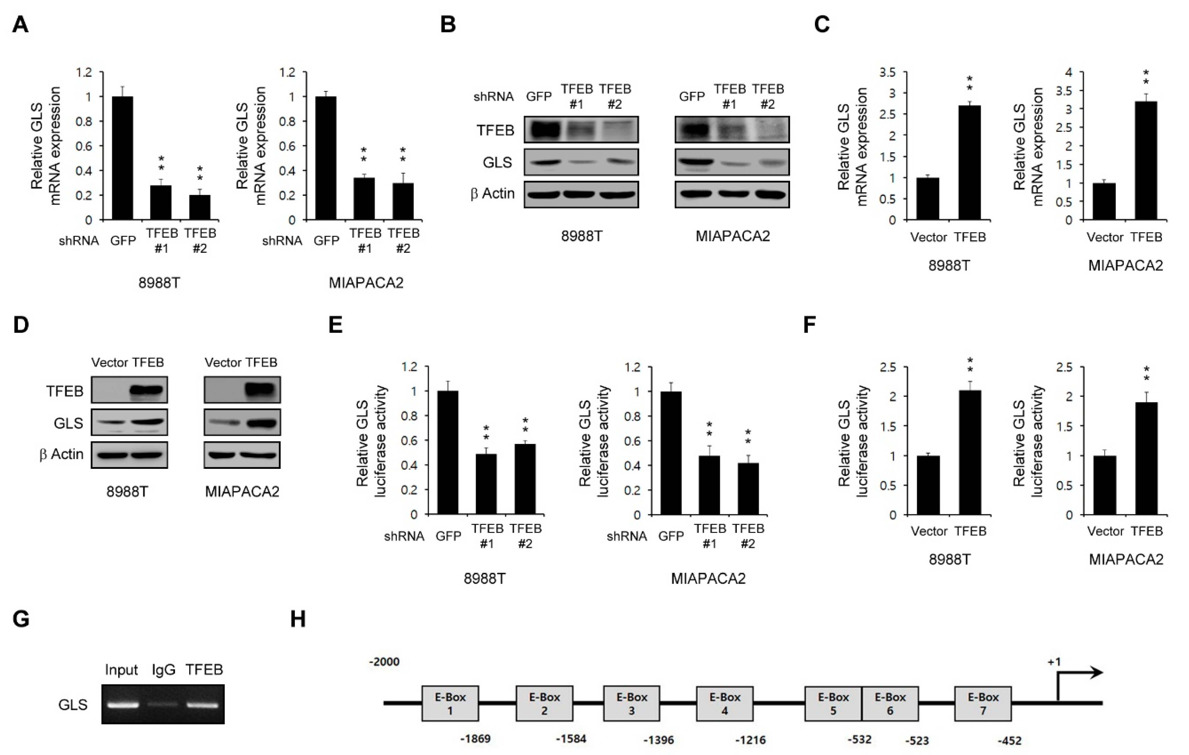 Cancers 13 00483 g005 Cancers 13 00483 g005