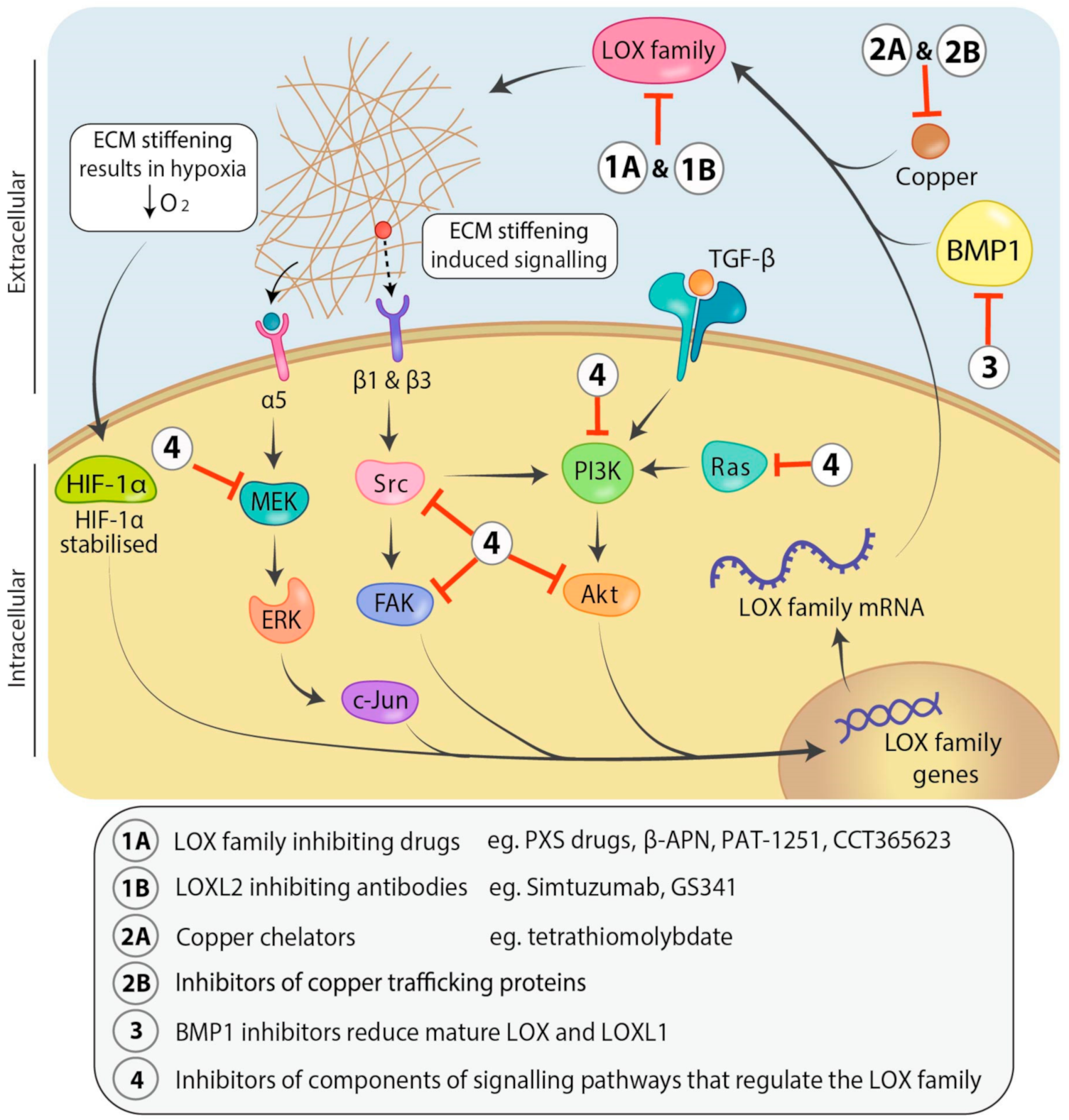 Cancers 13 00491 g003