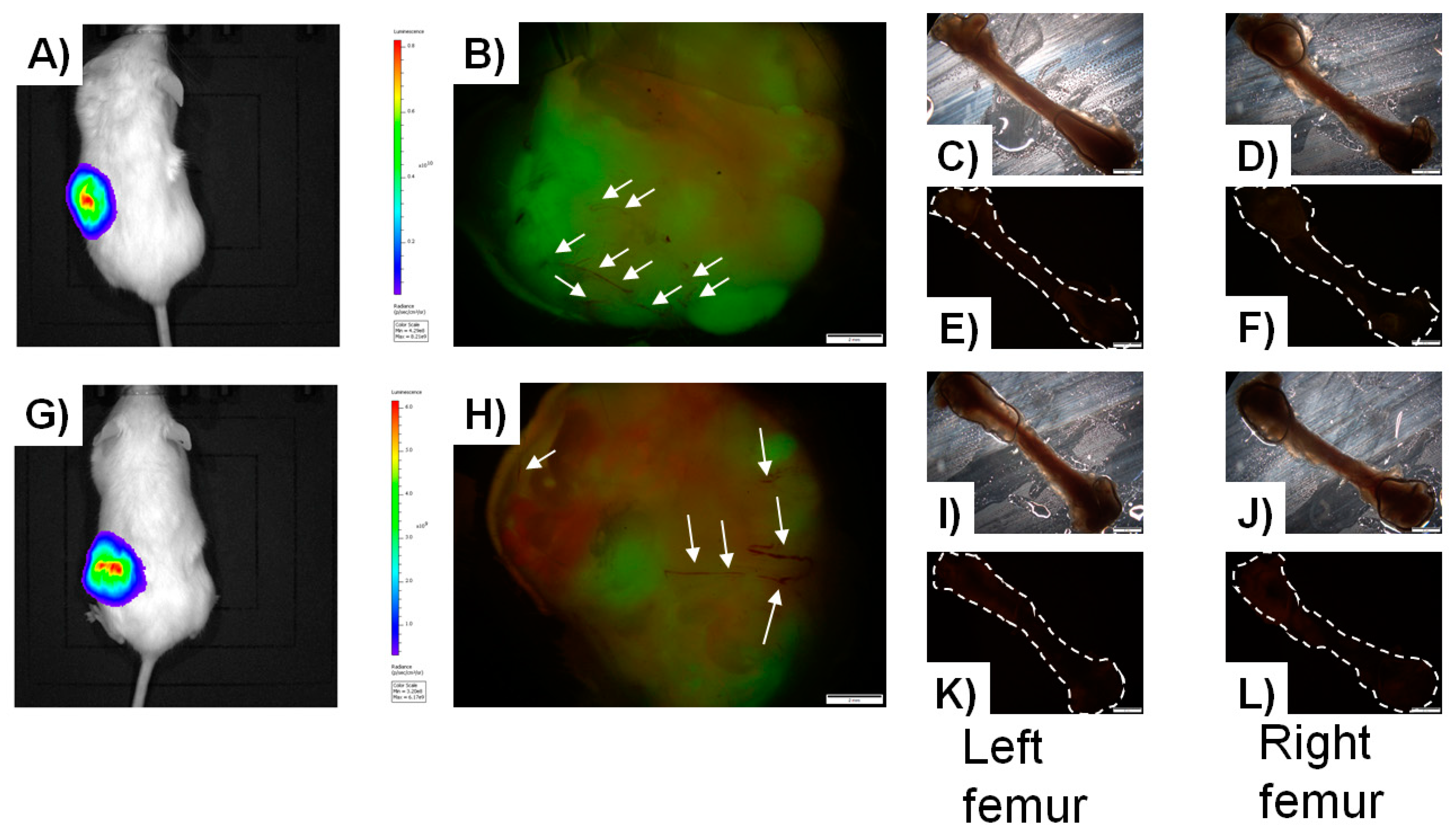 Cancers 13 00507 g002 Cancers 13 00507 g002