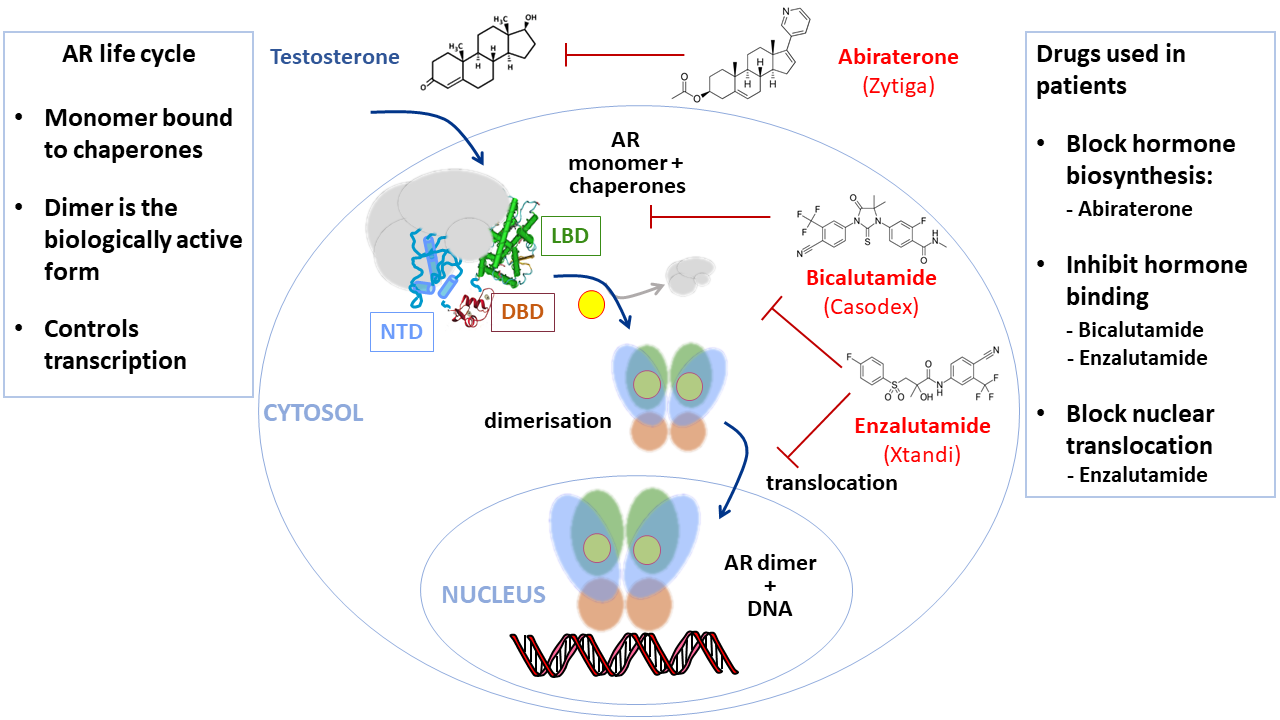 Cancers Free FullText Eighty Years of Targeting Androgen Receptor