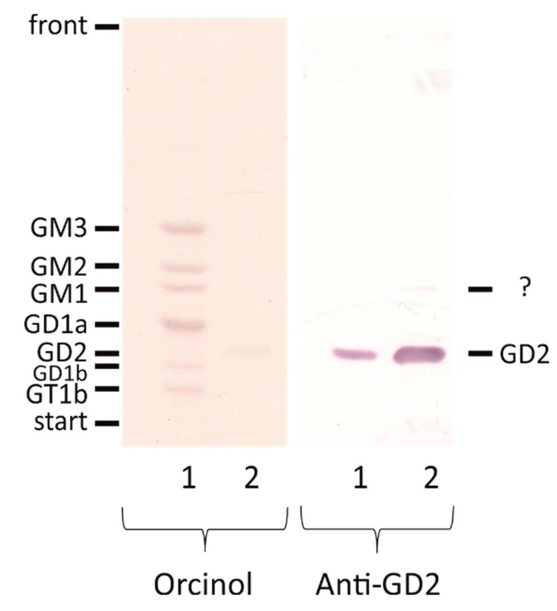 Cancers 13 00520 g002 Cancers 13 00520 g002
