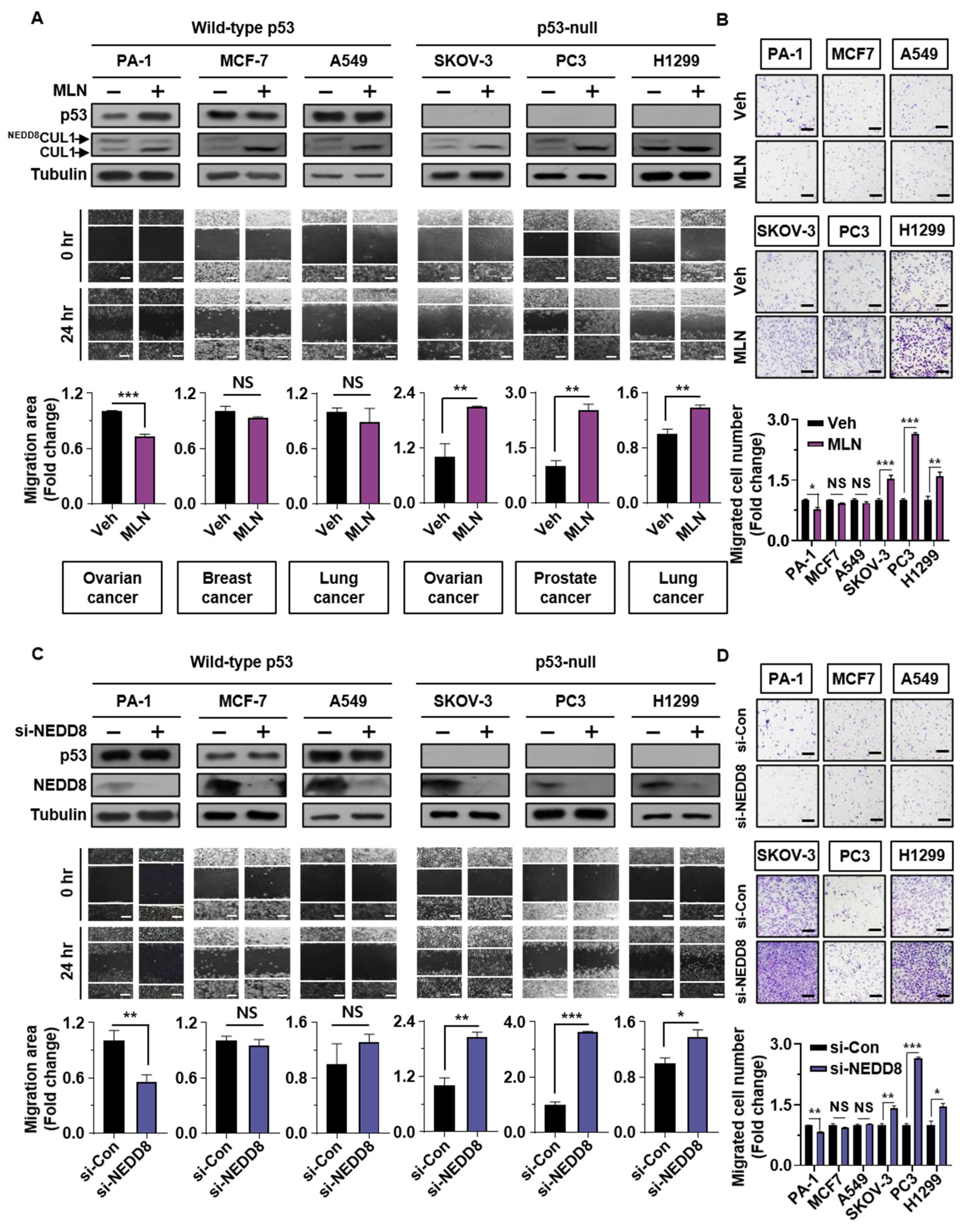 Cancers | Free Full-Text | The Effect Neddylation Blockade Slug-Dependent Cancer Cell Migration Is by p53 Mutation Status