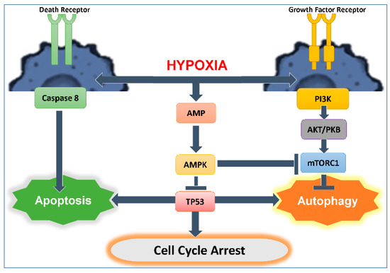 Role of Hypoxia-Mediated Autophagy in Tumor Cell Death and Survival