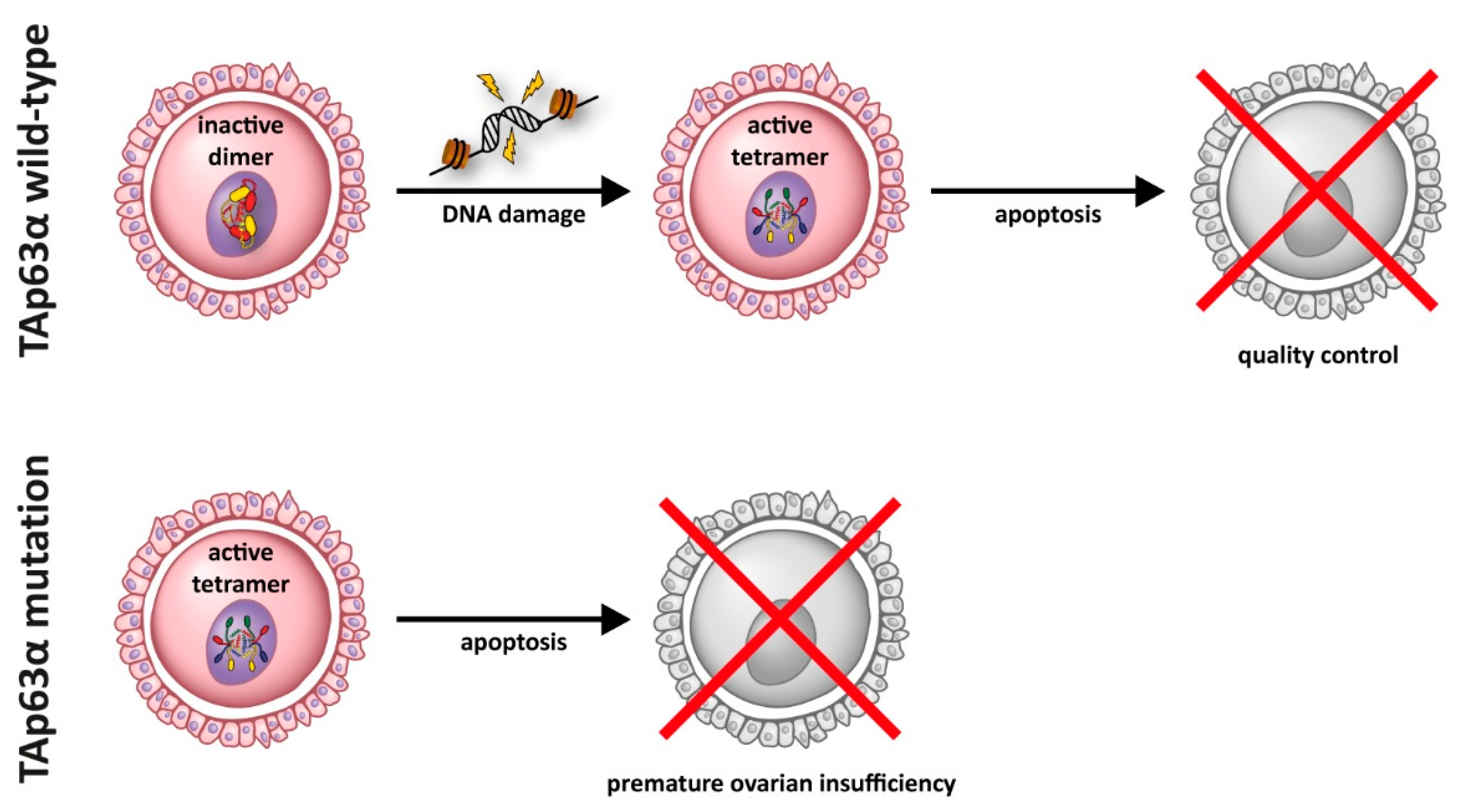 Cancers 13 00536 g003 Cancers 13 00536 g003