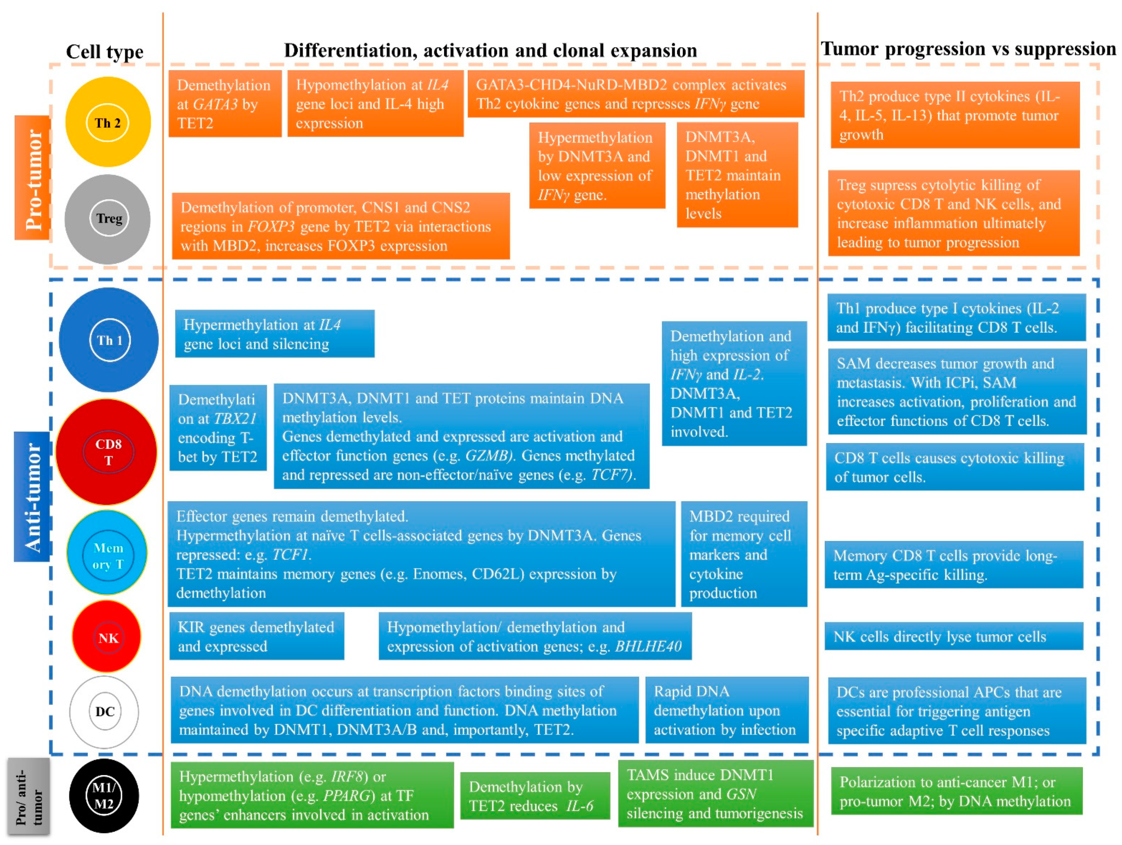 Cancers 13 00545 g005