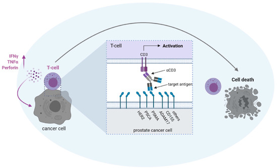 Bispecific Antibodies in Prostate Cancer Therapy: Current Status