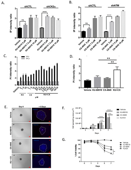 Cancers Free Full Text Cooperative Blockade Of Ck2 And Atm Kinases Drives Apoptosis In Vhl Deficient Renal Carcinoma Cells Through Ros Overproduction Html