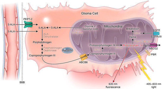 Cancers 13 00580 g001 550