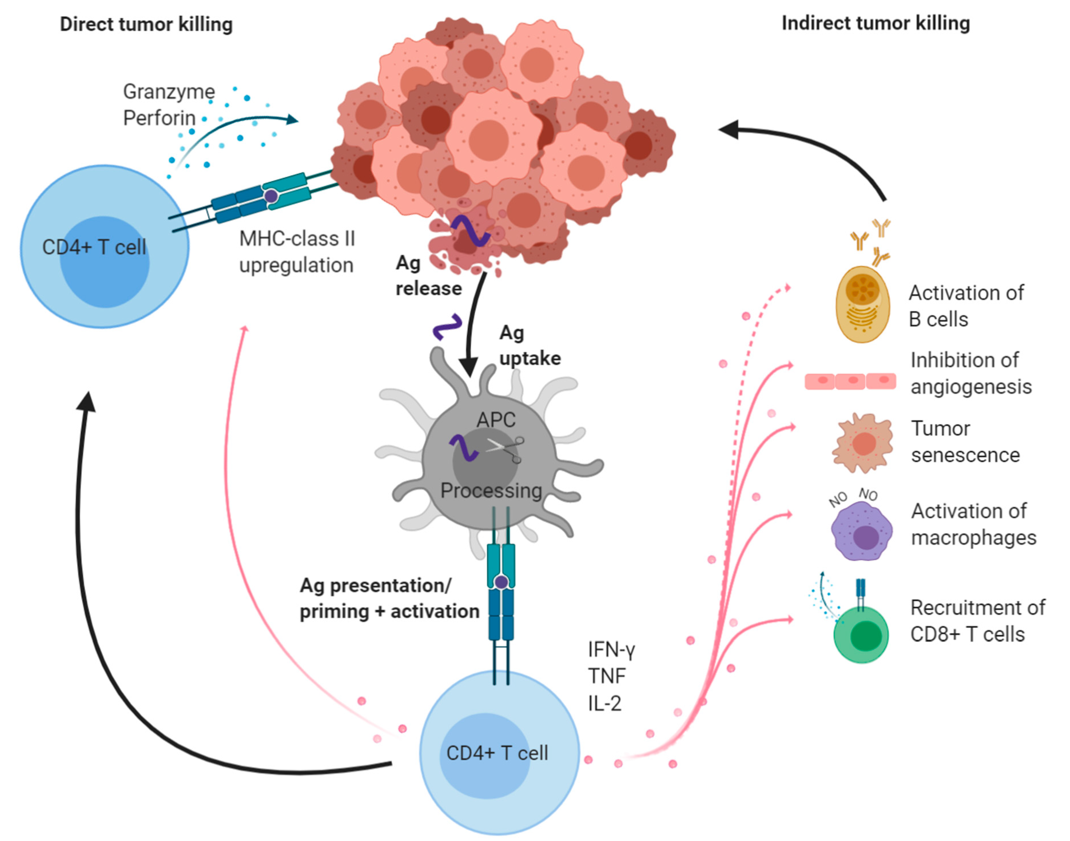 Cancers Free Full Text Cd4 T Cells Multitasking Cells In The Duty Of Cancer Immunotherapy Html