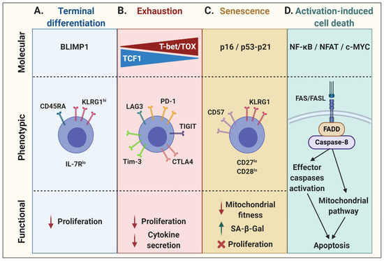 T-Cell Dysfunction as a Limitation of Adoptive Immunotherapy: Current ...