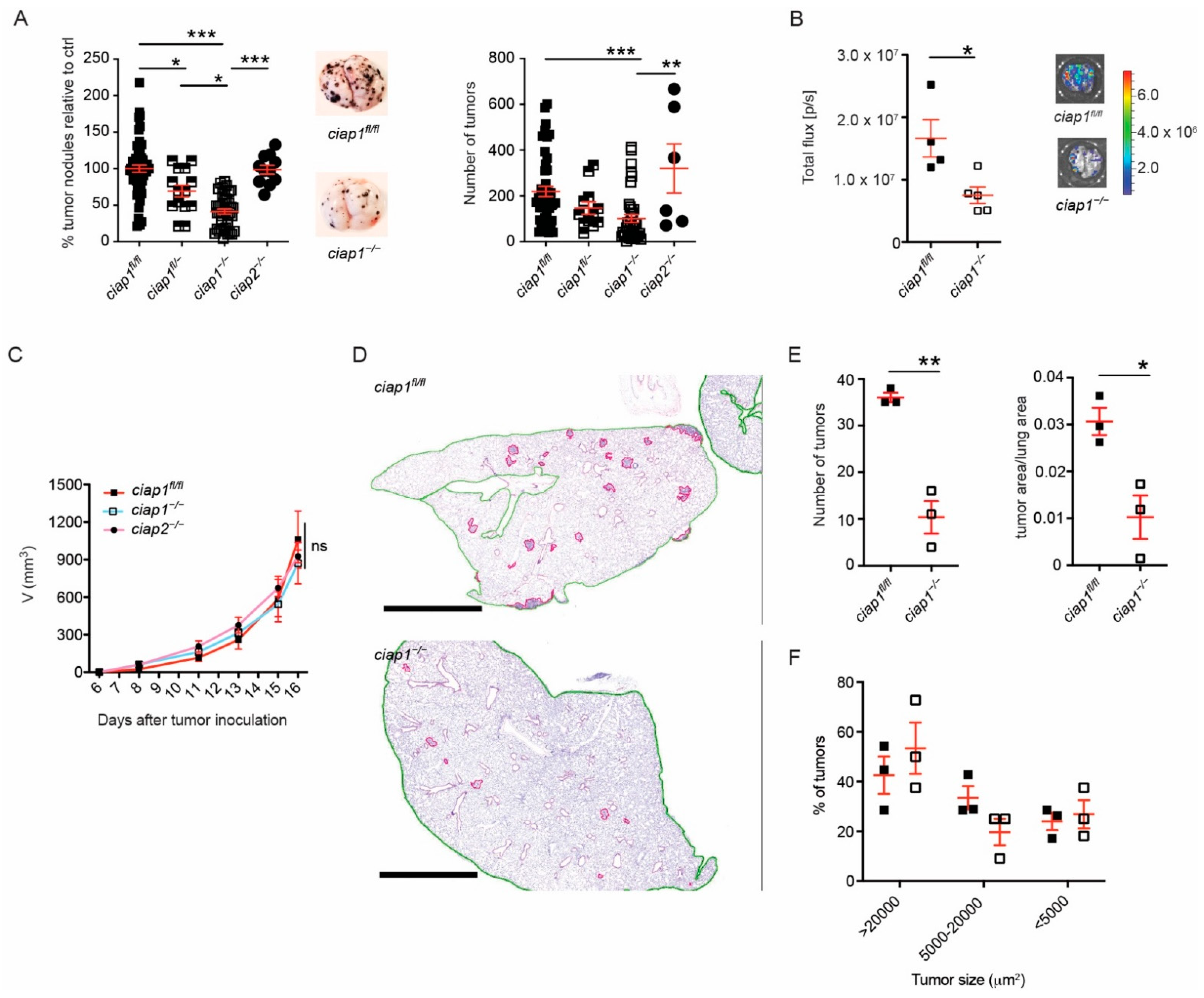 Cancers 13 00599 g002 Cancers 13 00599 g002