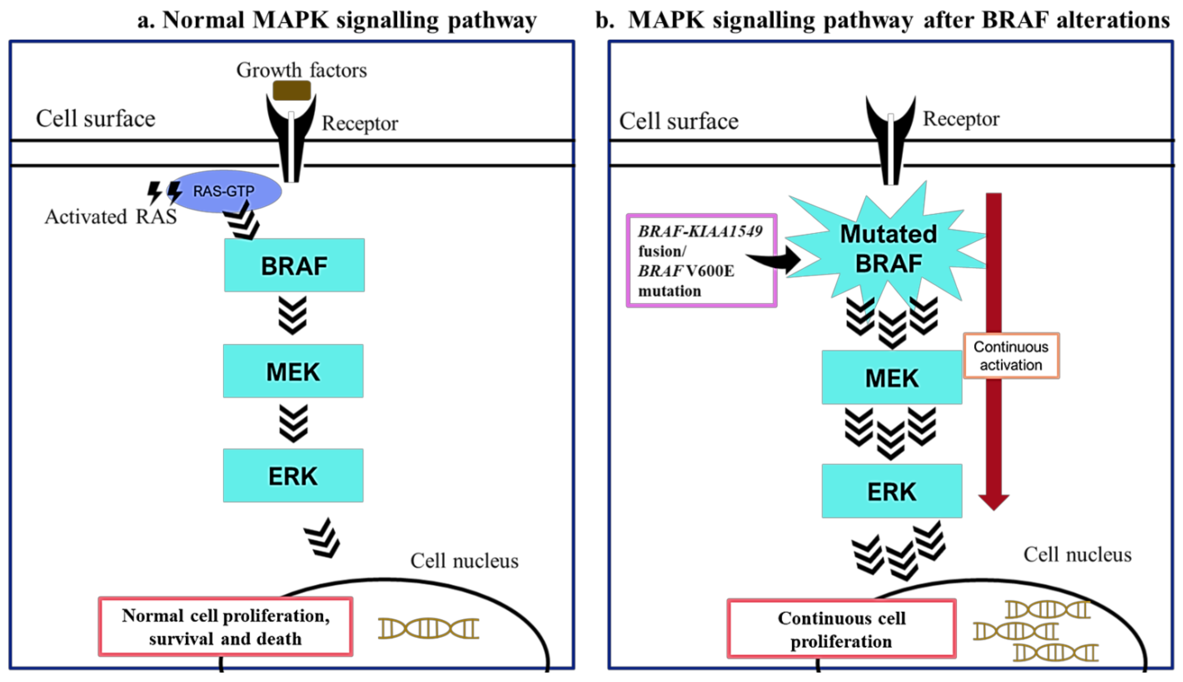 Cancers 13 00607 g001 Cancers 13 00607 g001