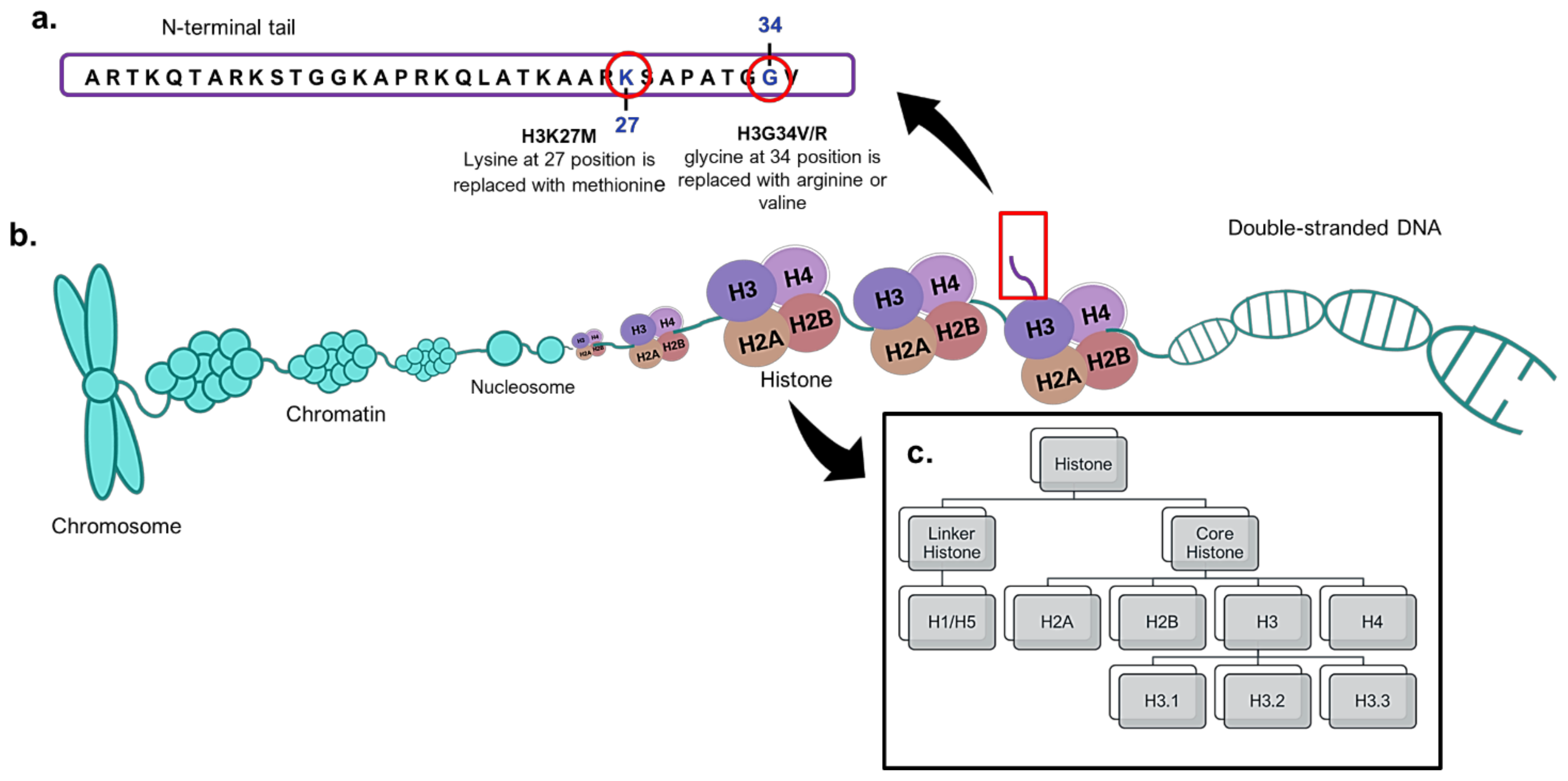 Cancers 13 00607 g002 Cancers 13 00607 g002
