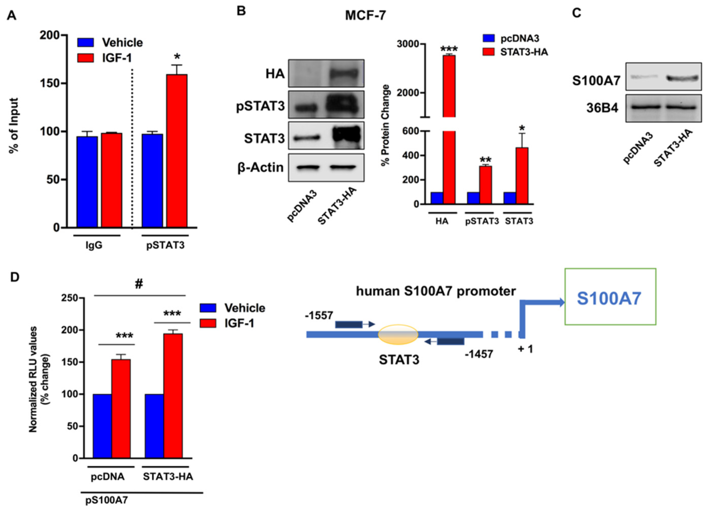 Cancers 13 00621 g005 Cancers 13 00621 g005