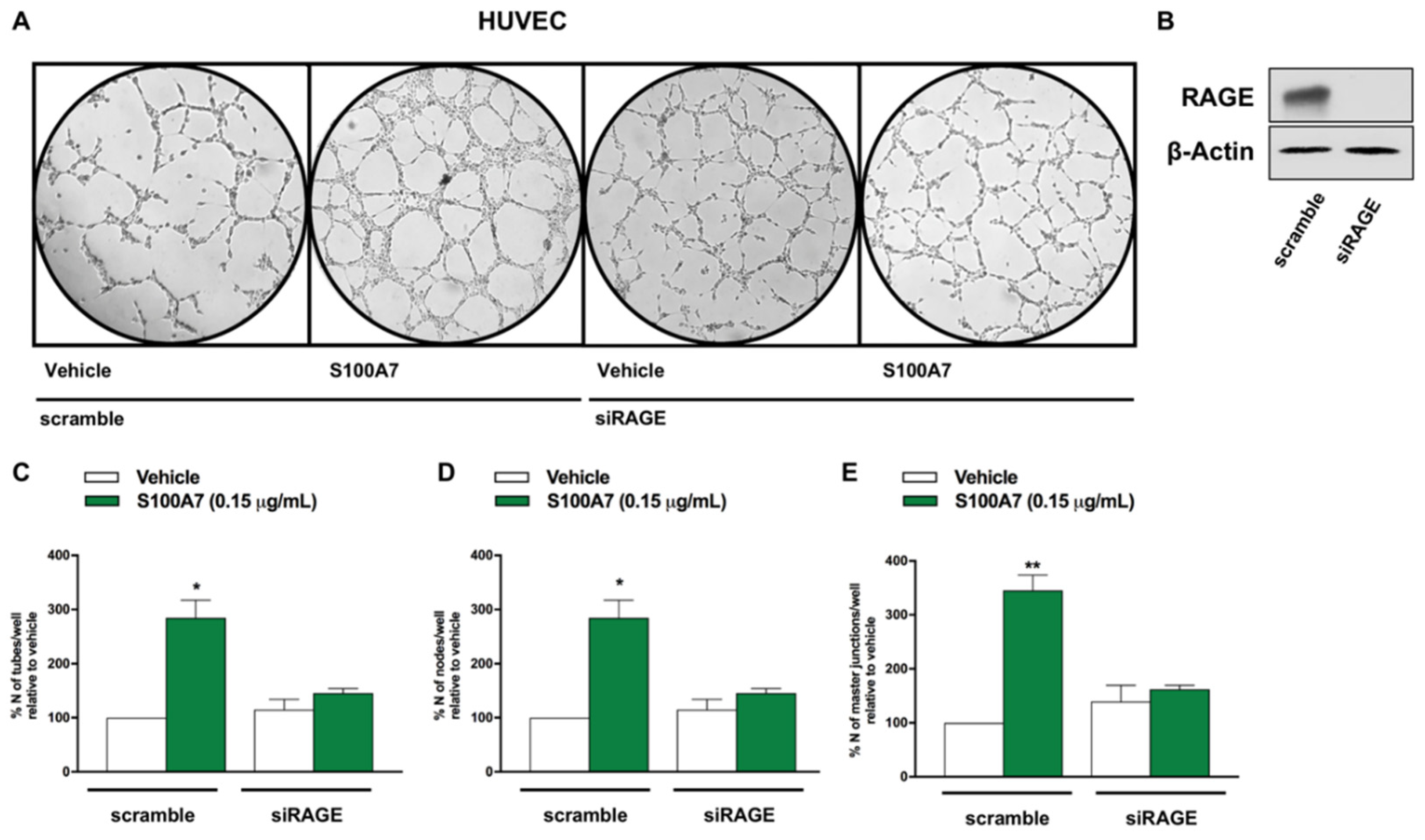 Cancers 13 00621 g008 Cancers 13 00621 g008