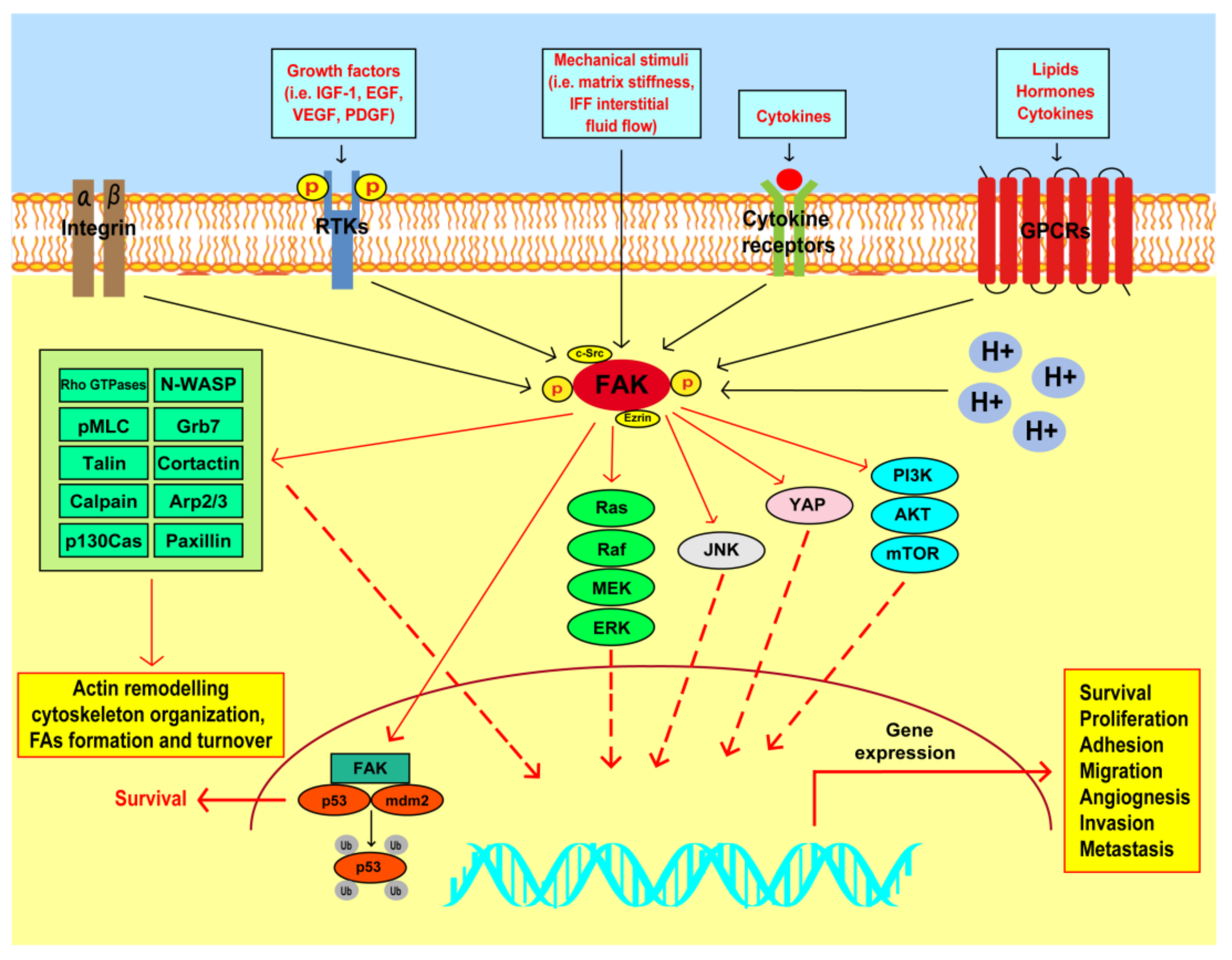 Cancers 13 00645 g002