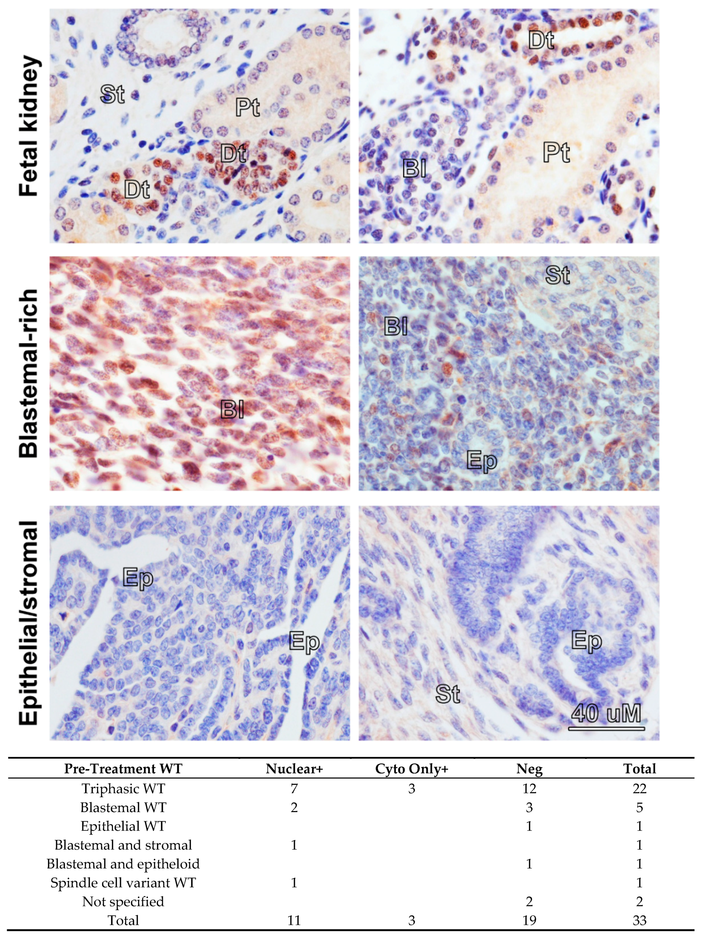 Cancers 13 00656 g001