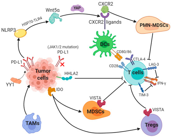 Cancers 13 00663 g002 550