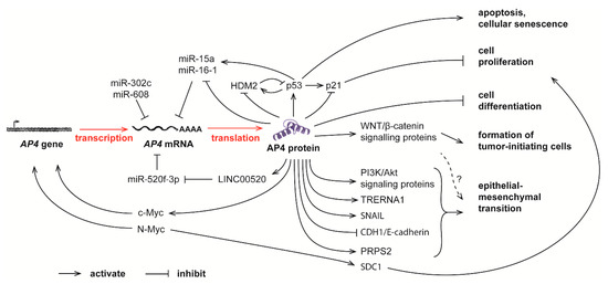 Cancers | Free Full-Text | Transcription Factor AP4 Mediates Cell Fate ...