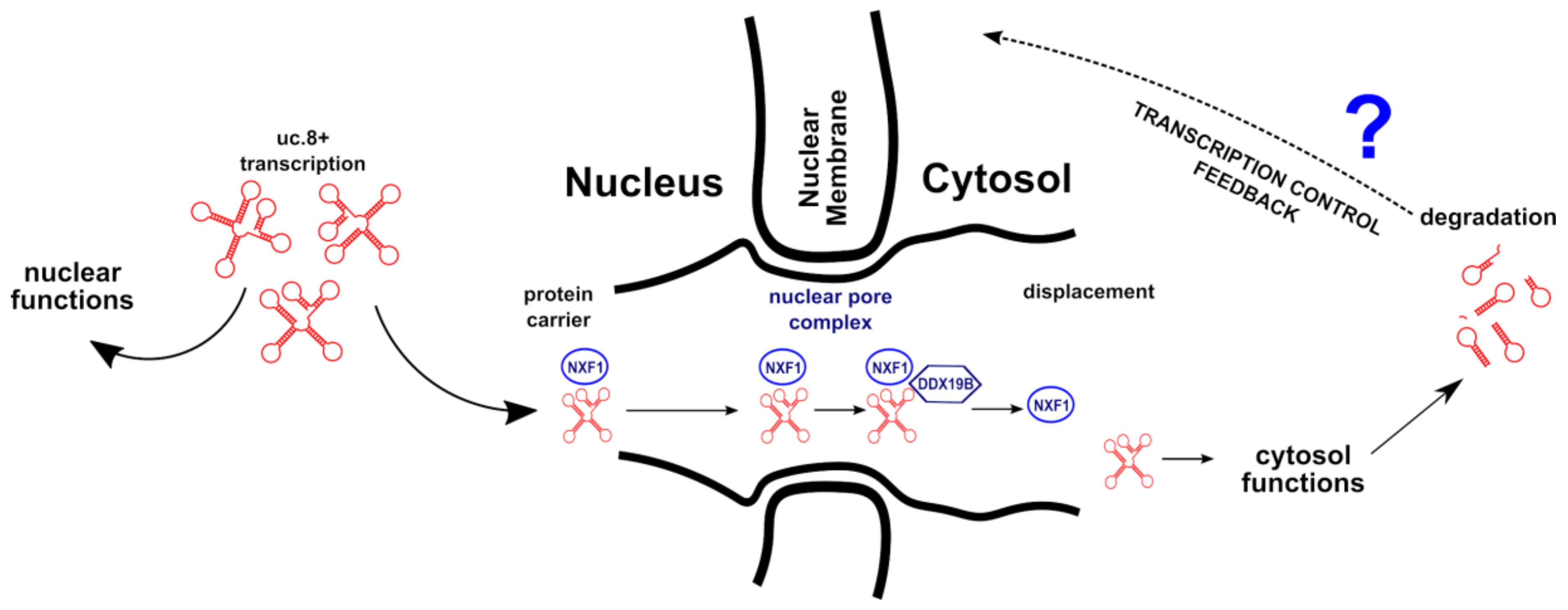 Cancers 13 00681 g006