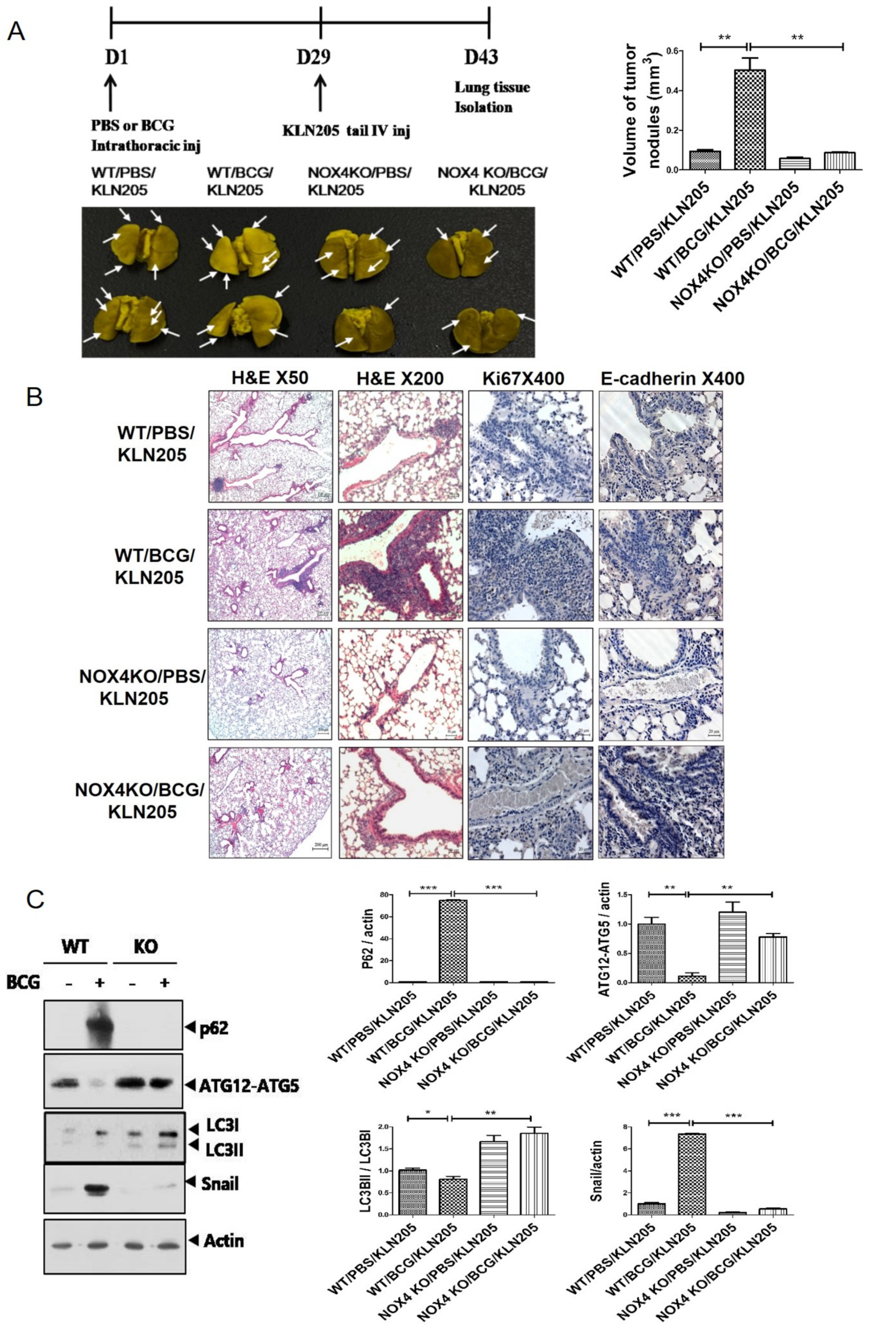 Cancers 13 00687 g003a