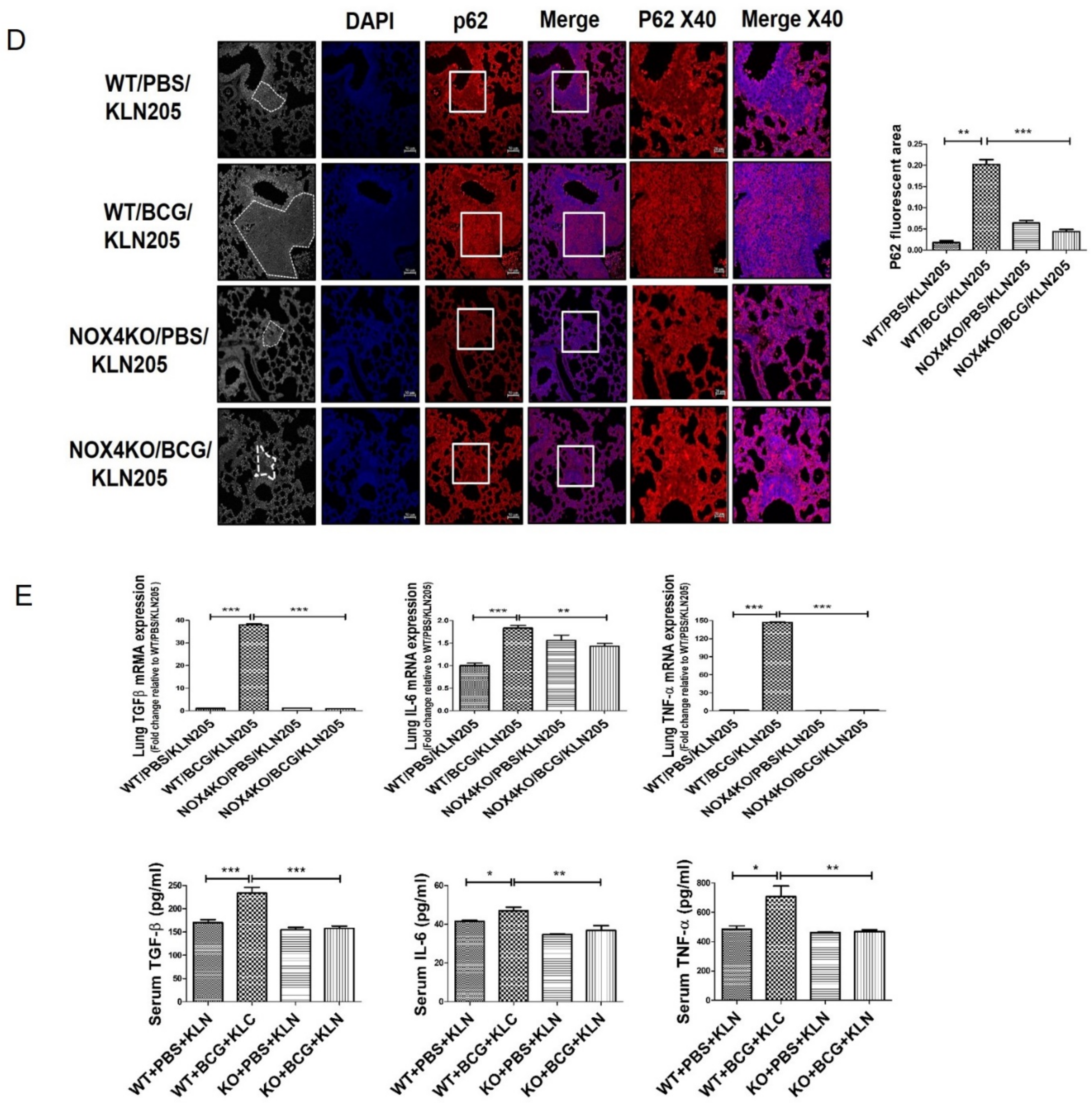 Cancers 13 00687 g003b