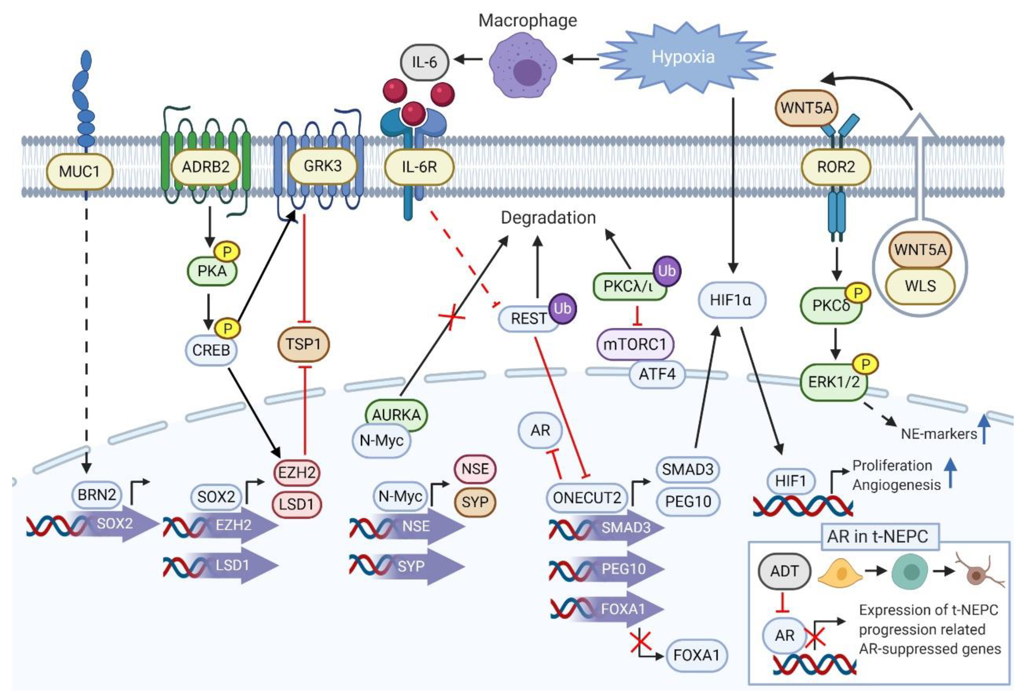 Cancers 13 00692 g001 Cancers 13 00692 g001