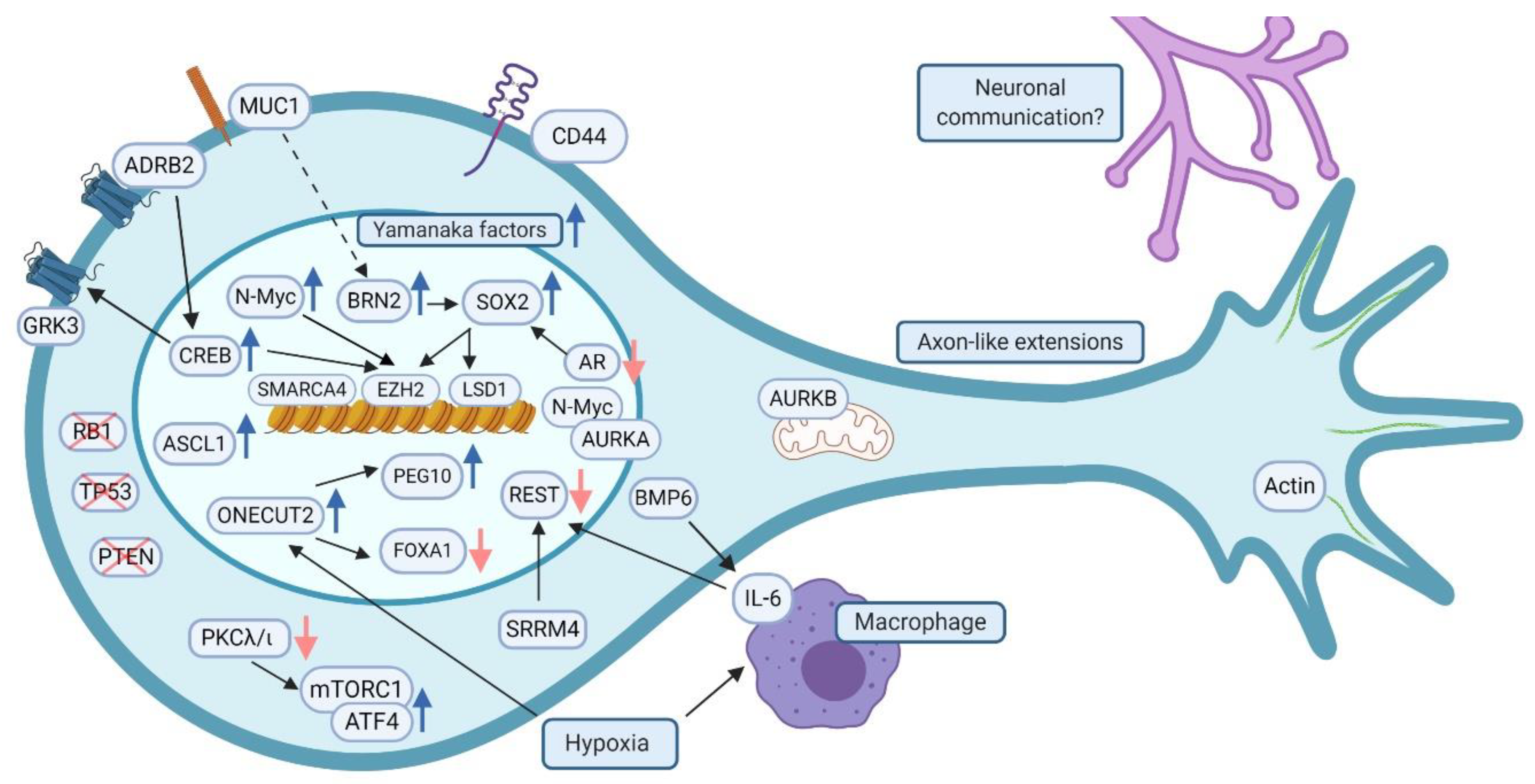 Cancers 13 00692 g002 Cancers 13 00692 g002