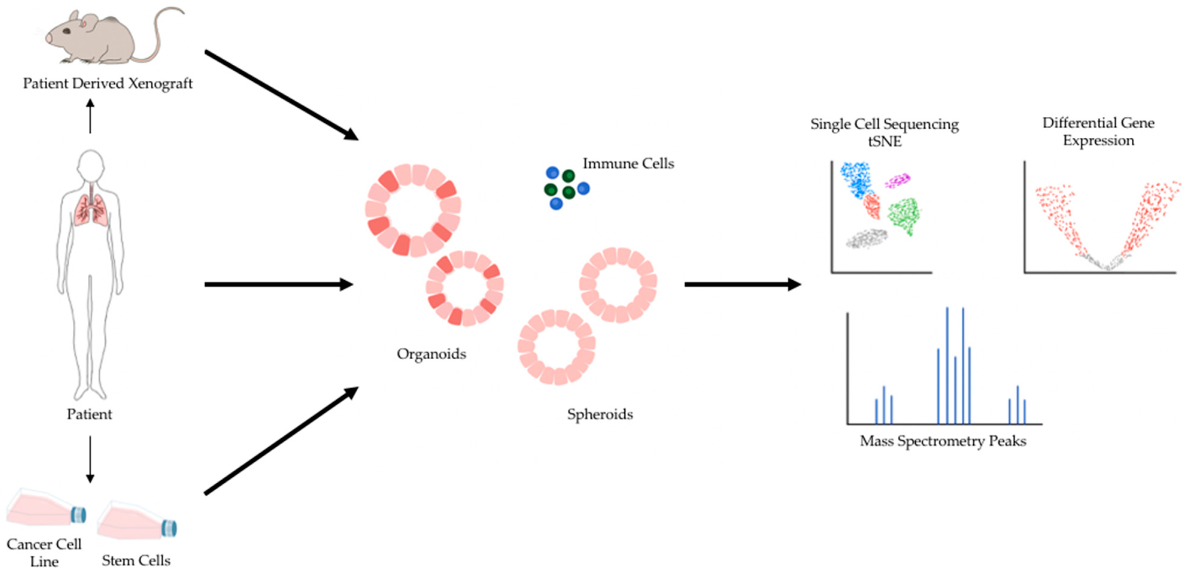 Cancers 13 00701 g001