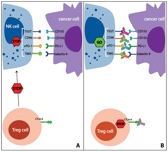 Natural Killer Cells and Anti-Cancer Therapies: Reciprocal Effects