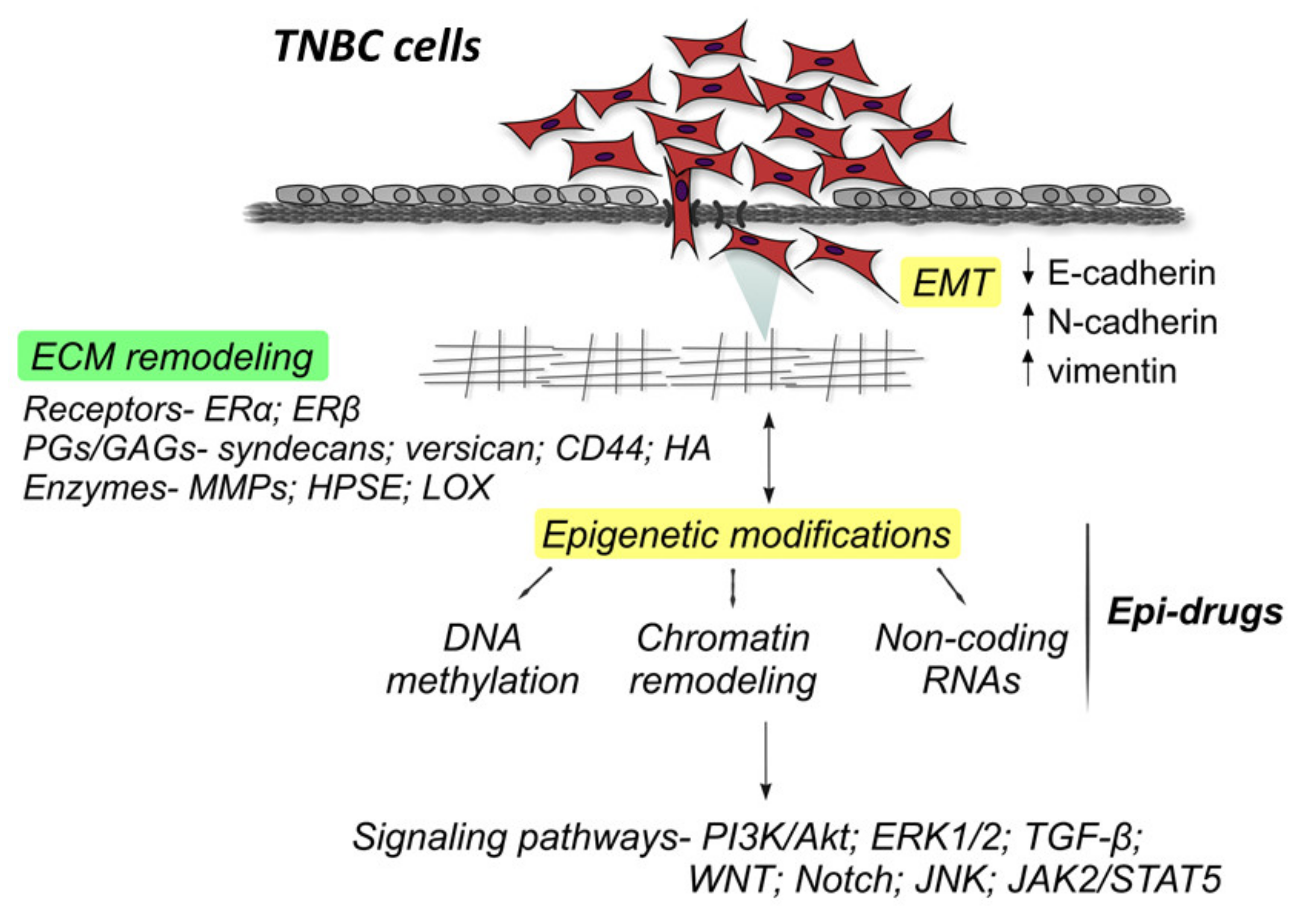 Cancers 13 00713 g001
